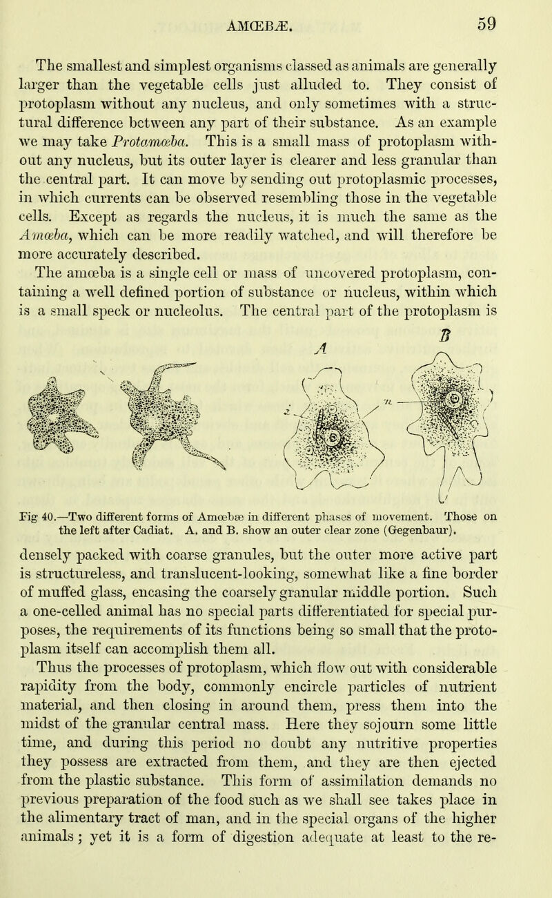 The smallest and simplest organisms classed as animals are generally larger than the vegetable cells just alluded to. They consist of jDrotoplasm without any nucleus, and only sometimes with a struc- tural difference between any part of their substance. As an example we may take Protamoeha. This is a small mass of protoplasm with- out any nucleus, but its outer layer is clearer and less granular than the central part. It can move by sending out protoplasmic processes, in which currents can be observed resembling those in the vegetable cells. Except as regards the nucleus, it is much the same as the Amoeba, which can be more readily watched, and will therefore be more accurately described. The amoeba is a single cell or mass of uncovered protoplasm, con- taining a well defined portion of substance or nucleus, within which is a small sj)eck or nucleolus. The central ] )ai t of the jorotoplasni is Fig 40.—Two different forms of Amoebai in different phases of movement. Those on the left after Cadiat. A. and B. show an outer clear zone (Gegenbaur), densely packed with coarse granules, but the outer more active part is structureless, and translucent-looking, somewhat like a fine border of muffed glass, encasing the coarsely granular middle portion. Such a one-celled animal has no special parts differentiated for special pur- poses, the requirements of its functions being so small that the proto- plasm itself can accomjjlish them all. Thus the processes of protoplasm, which flow out with considerable rapidity from the body, commonly encircle ]3articles t)f nutrient material, and then closing in around them, press them into the midst of the granular central mass. Here they sojourn some little time, and during this period no doubt any nutritive properties they possess are extracted from them, and they are then ejected from the plastic substance. This form of assimilation demands no previous preparation of the food such as we sh(dl see takes place in the alimentary tract of man, and in the special organs of the higher animals; yet it is a form of digestion ade<|nate at least to the re-