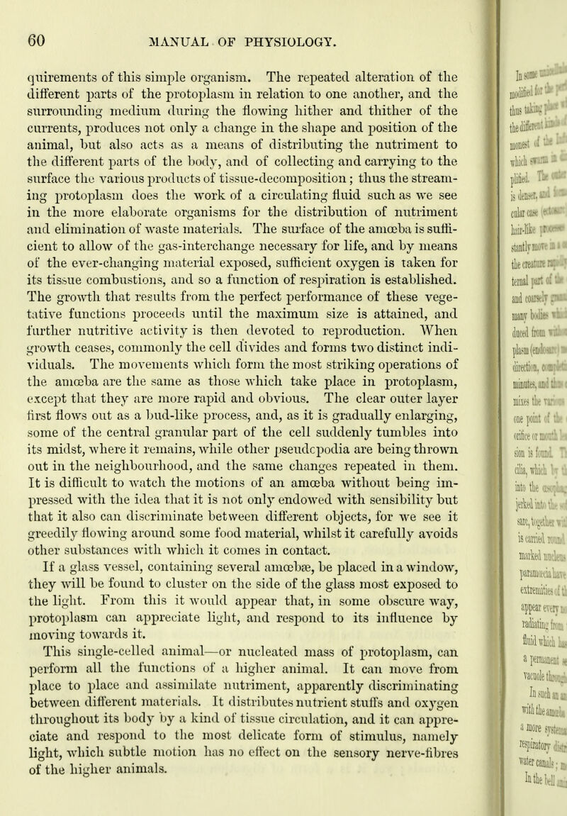 qiiirements of this simple organism. The repeated alteration of the different parts of the protoj)lasm in relation to one another, and the surrounding medium during the flowing hither and thither of the currents, produces not only a change in the shape and position of the animal, but also acts as a means of distributing the nutriment to the different parts of the body, and of collecting and carrying to the surface the various products of tissue-decomposition; thus the stream- ing protoplasm does the work of a circulating fluid such as we see in the more elaborate organisms for the distribution of nutriment and elimination of waste materials. The surface of the amoeba is suffi- cient to allow of the gas-interchange necessary for life, and by means of the ever-changing material exposed, sufficient oxygen is taken for its tissue combustions, and so a function of respiration is established. The growth that results from the perfect performance of these vege- tative functions proceeds until the maximum size is attained, and further nutritive activity is then devoted to reproduction. When growth ceases, commonly the cell divides and forms two distinct indi- viduals. The movements which form the most striking operations of the amoeba are the same as those which take place in protoplasm, except that they are more rapid and obvious. The clear outer layer first flows out as a bud-like process, and, as it is gradually enlarging, some of the central granular part of the cell suddenly tumbles into its midst, where it remains, while other pseudcpodia are being thrown out in the neighbourhood, and the same changes repeated in them. It is difhcult to watch the motions of an amoeba without being im- pressed with the idea that it is not only endowed with sensibility but that it also can discriminate between different objects, for we see it greedily flowing around some food material, whilst it carefully avoids other substances with which it comes in contact. If a glass vessel, containing several amoebse, be placed in a window, they will be found to cluster on the side of the glass most exposed to the light. From this it would appear that, in some obscure way, protoplasm can appreciate light, and respond to its influence by moving towards it. This single-celled animal—or nucleated mass of j^rotoplasm, can perform all the functions of a higher animal. It can move from place to place and assimilate nutriment, apparently discriminating between different materials. It distributes nutrient stuffs and oxygen throughout its body by a kind of tissue circulation, and it can appre- ciate and respond to tlie most delicate form of stimulus, namely light, wdiich subtle motion has no effect on the sensory nerve-fibres of the higher animals.