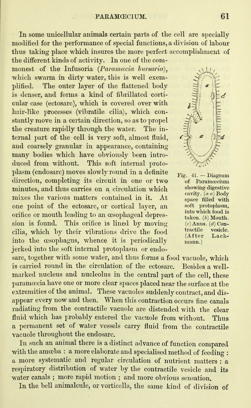 In some unicellular animals certain parts of tlie cell are specially modified for tlie performance of special functions, a division of labour thus taking place which insures the more perfect accomplishment of the different kinds of activity. In one of the com- monest of the Infusoria {Paramcecia hursaria), whicli swarm in dirty water, this is well exem- plified. The outer layer of the flattened body is denser, and forms a kind of fibrillated corti- cular case (ectosarc), which is covered over with hair-like processes (vibratile cilia), which con- stantly move in a certain direction, so as to propel the creature rapidly through the water. The in- ternal part of the cell is very soft, almost fluid, and coarsely granular in appearance, containing many bodies which have obviously been intro- duced from witliout. This soft internal proto- plasm (endosarc) moves slowly round in a definite direction, completing its circuit in one or two minutes, and thus carries on a circulation which mixes the various matters contained in it. At one point of the ectosarc, or cortical layer, an orifice or mouth leading to an oesophageal depres- sion is found. This orifice is lined by moving cilia, which by their vibrations drive the food into the oesophagus, whence it is periodically jerked into the soft internal protoplasm or endo- sarc, together with some water, and thus forms a food vacuole, whicli is carried round in the circulation of the ectosarc. Besides a well- marked nucleus and nucleolus in the central part of the cell, these paramoecia have one or more clear spaces placed near the surface at the extremities of the animal. These vacuoles suddenly contract, and dis- appear every now and then. When this contraction occurs fine canals radiating from the contractile vacuole are distended with the clear fluid which has probably entered the vacuole from without. Thus a permanent set of water vessels carry fluid from the contractile vacuole throughout the endosarc. In such an animal there is a distinct advance of function compared with the amoeba : a more elaborate and specialised method of feeding : a more systematic and regular circulation of nutrient matters : a respiratory distribution of water by the contractile vesicle and its water canals ; more rapid motion ; and more obvious sensation. In the bell animalcule, or vorticella, the same kind of division of Fig. 41. — Diagxam of Paramoecium showing digestive cavity, [a a) Body- space filled with soft protoplasm, into which food is taken, {b) Mouth. ((•)Anus. (rf) Con- tractile vesicle. (After Lacli- niann.)