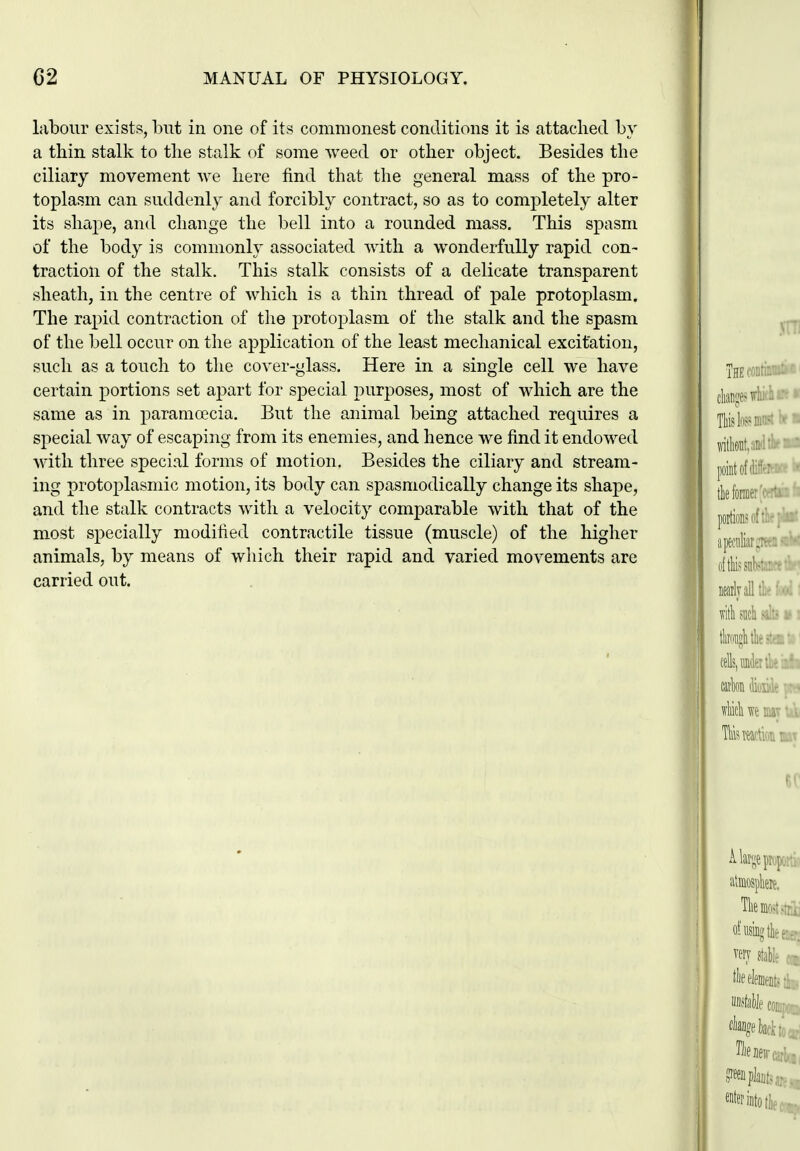 labour exists, but in one of its commonest conditions it is attached by a thin stalk to the stalk of some weed or other object. Besides the ciliary movement we here find that the general mass of the pro- toplasm can suddenly and forcibly contract, so as to completely alter its shape, and change the bell into a rounded mass. This spasm of the body is commonly associated with a wonderfully rapid con- traction of the stalk. This stalk consists of a delicate transparent sheath, in the centre of which is a thin thread of pale protoplasm. The rapid contraction of the protoplasm of the stalk and the spasm of the bell occur on the application of the least mechanical excitation, such as a touch to the cover-glass. Here in a single cell we have certain portions set apart for special purposes, most of which are the same as in paramoecia. But the animal being attached requires a special way of escaping from its enemies, and hence we find it endowed with three special forms of motion. Besides the ciliary and stream- ing protoplasmic motion, its body can spasmodically change its shape, and the stalk contracts with a velocity comparable with that of the most specially modified contractile tissue (muscle) of the higher animals, by means of which their rapid and varied movements are carried out.