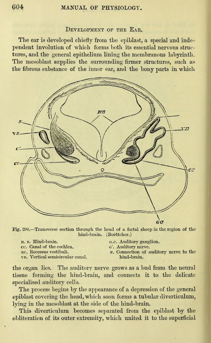 Development of the Ear. The ear is developed chiefly from the epiblast, a special and inde- j)endent involution of which forms Iwth its essential nervous struc- tures, and the general epithelium lining the membranous labyrinth. The mesobJast supplies the surrounding firmer structures, such as. the fibrous substance of the inner ear, and the bony parts in which Fig. 200.—Transverse section through the head of a foetal sheep in the region of the hind-brain. (Boettcher.) H. B. Hind-brain. g.c. Auditorj' ganglion. cc. Canal of the cochlea. g'. Auditory nerve. EC. Eecessus vestibuli. n. Connection of auditorj- nerve to the VB. Vertical semicircular canal. hind-brain. the organ lies. The auditory nerve grows as a bud from the neural tissue forming the hind-brain, and connects it to the delicate specialised auditory cells. The process begins by the apj)earance of a depression of the general epiblast covering the head, which soon forms a tubular diverticulum, lying in the mesoblast at the side of the hind-brain. This diverticulum becomes separated from the epiblast by the obliteration of its outer extremity, which united it to the superficial