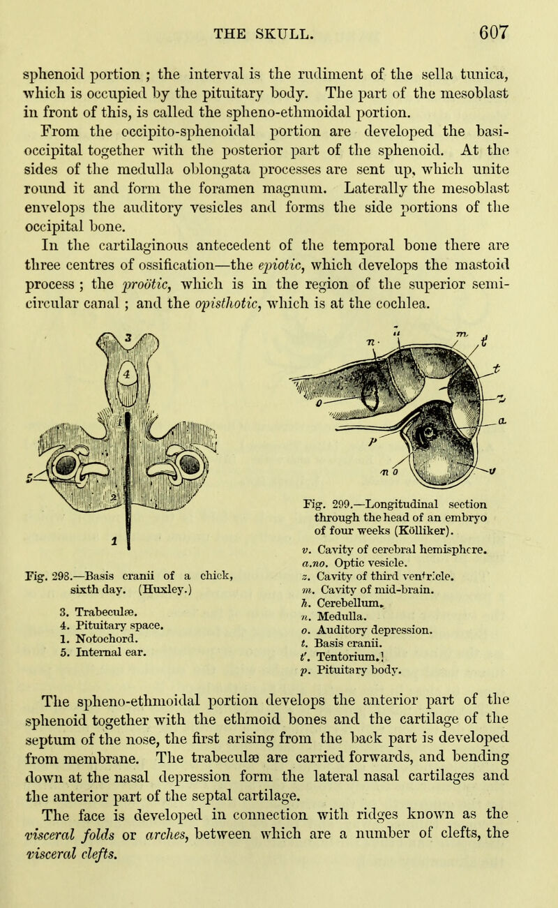 sphenoid portion ; the interval is the rudiment of the sella tunica, which is occupied by the pituitary body. The part of the mesoblast in front of this, is called the spheno-ethmoidal portion. From the occipito-sphenoidal portion are developed the basi- occipital together with the posterior part of the sphenoid. At the sides of the medulla o1)longata processes are sent up, which unite round it and form the foramen magnum. Laterally the mesoblast enveloj)s the auditory vesicles and forms the side portions of the occipital bone. In tlie cartilaginous antecedent of the temporal bone there are three centres of ossification—the einotic, which develops the mastoid process ; the i^roUtic, which is in the region of the superior semi- circular canal ; and the opisthotic, which is at the cochlea. Fig. 298.—Basis cranii of a chick, sixth day. (Huxley.) 3. Trabeculee. 4. Pituitary space. 1. Notochord. 5. Internal ear. Fig. 299.—Longitudinal section through the head of an embryo of four weeks (Kolliker). V. Cavity of cerebral hemisphere. a.no. Optic vesicle. z. Cavity of third ventricle. m. Cavity of mid-brain. h. Cerebellum. n. Medulla. 0. Auditory depression. t. Basis cranii. t'. Tentorium.] p. Pituitary body. The spheno-ethmoidal portion develops the anterior part of the sphenoid together with the ethmoid bones and the cartilage of the septum of the nose, the first arising from the back part is developed from membrane. The trabeculae are carried forwards, and bending down at the nasal depression form the lateral nasal cartilages and the anterior part of the septal cartilage. The face is developed in connection with ridges known as the visceral folds or arches, between which are a number of clefts, the visceral clefts.