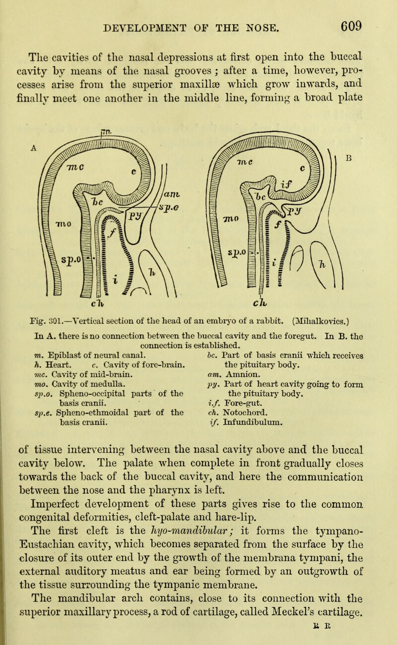 The cavities of the nasal depressions at first open into the buccal cavity by means of the nasal grooves ; after a time, however, pro- cesses arise from the superior maxillse which grow inwards, and finally meet one another in the middle line, forming a broad plate Pig'. 301.—Vertical section of the head of an emhiyo of a rabbit. In A. there is no connection between the buccal cavity and the f oregTit connection is established. (Mihalkovics.) In B. the m. Epiblast of neural canal. h. Heart. c. Cavity of fore-brain. 7nc. Cavity of mid-brain. mo. Cavity of medulla. sjj.o. Spheno-occipital pax-ts of the basis cranii. sp.e. Spheno-ethmoidal part of the cranii. ic. Part of basis cranii which receives the pituitary body. am. Amnion. py. Part of heart cavity going to form the pituitarj' body. i.f. Fore-gut. ch. Notochord, if. Infundibulum. of tissue intervening between the nasal cavity above and the buccal cavity below. The palate when complete in front gradually closes towards the back of the buccal cavity, and here the communication between the nose and the pharynx is left. Imperfect development of these parts gives rise to the common congenital deformities, cleft-palate and hare-lip. The first cleft is the hyo-mandibular; it forms the tympano- Eustachian cavity, which becomes separated from the surface by the closure of its outer end by the growth of the membrana tympani, the external auditory meatus and ear being formed by an outgrowth of the tissue surrounding the tympanic membrane. The mandibular arch contains, close to its connection with the superior maxillary process, a rod of cartilage, called Meckel's cartilage. li E