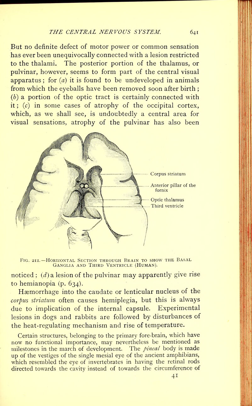 But no definite defect of motor power or common sensation has ever been unequivocally connected with a lesion restricted to the thalami. The posterior portion of the thalamus, or pulvinar, however, seems to form part of the central visual apparatus; for (a) it is found to be undeveloped in animals from which the eyeballs have been removed soon after birth ; (b) a portion of the optic tract is certainly connected with it; (c) in some cases of atrophy of the occipital cortex, which, as we shall see, is undoubtedly a central area for visual sensations, atrophy of the pulvinar has also been Fig. 211.—Horizontal Section through Brain to show the Basal Ganglia and Third Ventricle (Human). noticed ; (d) a lesion of the pulvinar may apparently give rise to hemianopia (p. 634). Haemorrhage into the caudate or lenticular nucleus of the corpus striatum often causes hemiplegia, but this is always due to implication of the internal capsule. Experimental lesions in dogs and rabbits are followed by disturbances of the heat-regulating mechanism and rise of temperature. Certain structures, belonging to the primary fore-brain, which have now no functional importance, may nevertheless be mentioned as milestones in the march of development. The pineal body is made up of the vestiges of the single mesial eye of the ancient amphibians, which resembled the eye of invertebrates in having the retinal rods directed towards the cavity instead of towards the circumference of 41