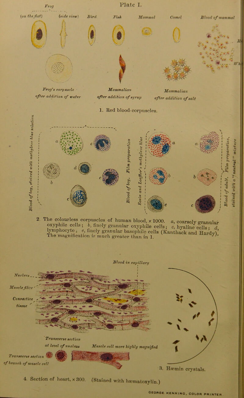 Plate I Frog (on the flat) (aide view) Bird ft 1 V r.-.M-y Frog's corpuscle offer addition of water V Fish Mammal Camel Blood fi) N*K/- A s l / r? \ ^ ^ 6 Mammalian t#fe: & m Mammalian . - • r ‘w • <5 N.v. r**7fr a/ifer addition of syrup after addition of salt 1. Red blood-corpuscles. \ O © The colourless corpuscles of human blood, x 1000. a, coarsely granular oxyplule cells ; b, finely granular oxyphfle cells j c, hyaline cells • d lymphocyte , e, finely granular basophils cells (Kanthack and HardyV’ lhe magnification is much greater than in 1. J ' Nurievs _ Muscle fibre Convective tissue Blood in capillary i Transverse section at level of nucleus Muscle, cell more highly magnified Transverse section $8? # of branch of muscle cel/ 4. Section of heart, x 300. (Stained with hmmatoxylin.) georoe kenning, COLOR PRINTER