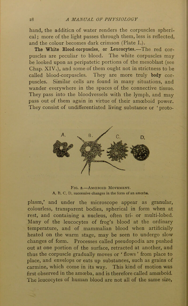 hand, the addition of water renders the corpuscles spheri- cal; more of the light passes through them, less is reflected, and the colour becomes dark crimson (Plate I.). The White Blood-corpuscles, or Leucocytes.—The red cor- puscles are peculiar to blood. The white corpuscles may be looked upon as peripatetic portions of the mesoblast (see Chap. XIV.), and some of them ought not in strictness to be called blood-corpuscles. They are more truly body cor- puscles. Similar cells are found in many situations, and wander everywhere in the spaces of the connective tissue. They pass into the bloodvessels with the lymph, and may pass out of them again in virtue of their amoeboid power. They consist of undifferentiated living substance or ‘ proto- Fig. 2.—Amoeboid Movement. A, B, C, D, successive changes in the form of an amoeba. plasm,’ and under the microscope appear as granular, colourless, transparent bodies, spherical in form when at rest, and containing a nucleus, often tri- or multi-lobed. Many of the leucocytes of frog’s blood at the ordinary temperature, and of mammalian blood when artificially heated on the warm stage, may be seen to undergo slow changes of form. Processes called pseudopodia are pushed out at one portion of the surface, retracted at another, and thus the corpuscle gradually moves or ‘ flows ’ from place to place, and envelops or eats up substances, such as grains of carmine, which come in its way. This kind of motion was first observed in the amoeba, and is therefore called amoeboid. The leucocytes of human blood are not all of the same size,