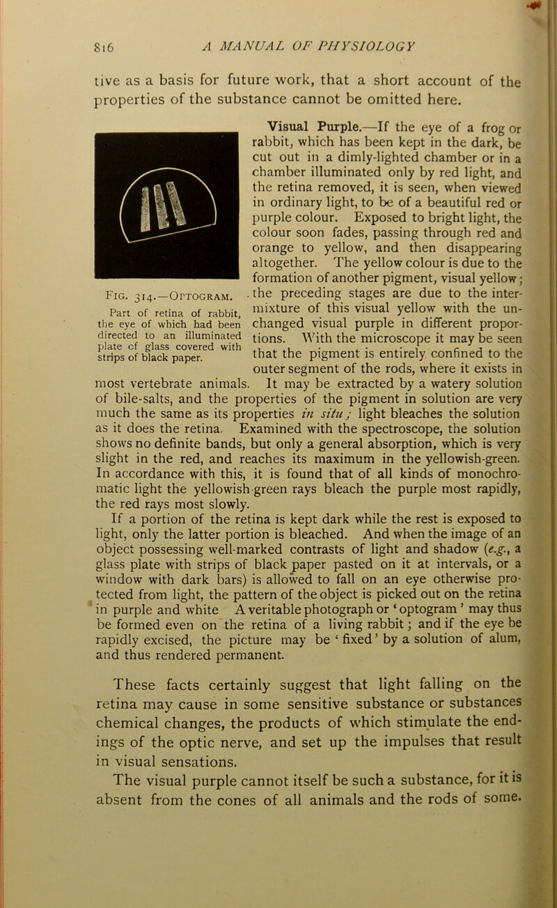tive as a basis for future work, that a short account of the properties of the substance cannot be omitted here. Visual Purple.—If the eye of a frog or rabbit, which has been kept in the dark, be cut out in a dimly-lighted chamber or in a chamber illuminated only by red light, and the retina removed, it is seen, when viewed in ordinary light, to be of a beautiful red or purple colour. Exposed to bright light, the colour soon fades, passing through red and orange to yellow, and then disappearing altogether. The yellow colour is due to the formation of another pigment, visual yellow; Fig. 314.—Optogram, -the preceding stages are due to the inter- Part Of retina of rabbit, mixture of this visual yellow with the un- the eye of which had been changed visual purple in different propor- directed to an illuminated tions. With the microscope it may be seen Strips SfbS paper W‘'h that the pigment is entirely confined to the outer segment of the rods, where it exists in most vertebrate animals. It may be extracted by a watery solution of bile-salts, and the properties of the pigment in solution are very much the same as its properties in situ; light bleaches the solution as it does the retina. Examined with the spectroscope, the solution shows no definite bands, but only a general absorption, which is very slight in the red, and reaches its maximum in the yellowish-green. In accordance with this, it is found that of all kinds of monochro- matic light the yellowish green rays bleach the purple most rapidly, the red rays most slowly. If a portion of the retina is kept dark while the rest is exposed to light, only the latter portion is bleached. And when the image of an object possessing well-marked contrasts of light and shadow (e.g, a glass plate with strips of black paper pasted on it at intervals, or a window with dark bars) is allowed to fall on an eye otherwise pro- tected from light, the pattern of the object is picked out on the retina in purple and white A veritable photograph or * optogram ’ may thus be formed even on the retina of a living rabbit; and if the eye be rapidly excised, the picture may be ‘ fixed ’ by a solution of alum, and thus rendered permanent. These facts certainly suggest that light falling on the retina may cause in some sensitive substance or substances chemical changes, the products of which stimulate the end- ings of the optic nerve, and set up the impulses that result in visual sensations. The visual purple cannot itself be such a substance, for it is absent from the cones of all animals and the rods of some.