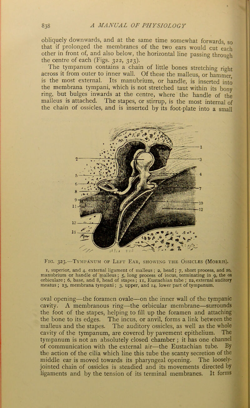obliquely downwards, and at the same time somewhat forwards so that if prolonged the membranes of the two ears would cut each other in front of, and also below, the horizontal line passing through the centre of each (Figs. 322, 323). The tympanum contains a chain of little bones stretching right across it from outer to inner wall. Of these the malleus, or hammer is the most external. Its manubrium, or handle, is inserted into the membrana tympani, which is not stretched taut within its bony ring, but bulges inwards at the centre, where the handle of the malleus is attached. The stapes, or stirrup, is the most internal of the chain of ossicles, and is inserted by its foot-plate into a small Fig. 323.—Tympanum of Left Ear, showing the Ossicles (Morris). 1, superior, and 4, external ligament of malleus ; 2, head; 7, short process, and 10, manubrium or handle of malleus; 5, long process of incus, terminating in 9, the os orbiculare; 6, base, and 8, head of stapes; ir, Eustachian tube ; 12,external auditory meatus ; 13, membrana tympani; 3, upper, and 14, lower part of tympanum. oval opening—the foramen ovale—on the inner wall of the tympanic cavity. A membranous ring—the orbicular membrane—surrounds the foot of the stapes, helping to fill up the foramen and attaching the bone to its edges. The incus, or anvil, forms a link between the malleus and the stapes. The auditory ossicles, as well as the whole cavity of the tympanum, are covered by pavement epithelium. The tympanum is not an absolutely closed chamber; it has one channel of communication with the external air—the Eustachian tube. By the action of the cilia which line this tube the scanty secretion of the middle ear is moved towards its pharyngeal opening. The loosely- jointed chain of ossicles is steadied and its movements directed by ligaments and by the tension of its terminal membranes. It forms