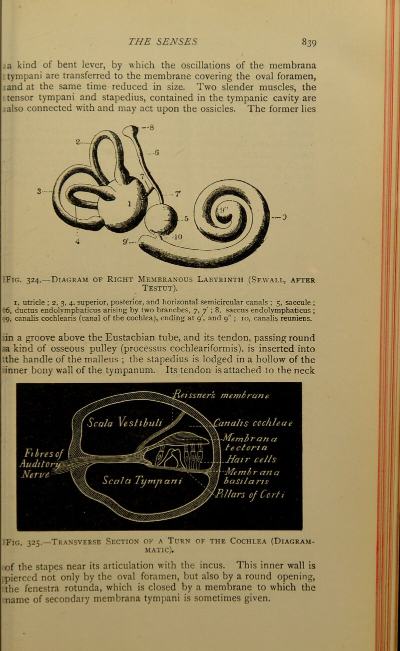 a kind of bent lever, by which the oscillations of the membrana tympani are transferred to the membrane covering the oval foramen, and at the same time reduced in size. Two slender muscles, the tensor tympani and stapedius, contained in the tympanic cavity are also connected with and may act upon the ossicles. The former lies Fig. 324.—Diagram of Right Membranous Labyrinth (Sf.wall, after Testut). 1, utricle ; 2, 3, 4, superior, posterior, and horizontal semicircular canals ; 5, saccule ; 6, ductus endolymphaticus arising by two branches, 7, 7'; 8, saccus endolymphaticus ; g, canalis cochlearis (canal of the cochlea), ending at 9', and 9 ; 10, canalis reuniens. iin a groove above the Eustachian tube, and its tendon, passing round .a kind of osseous pulley (processus cochleariformis), is inserted into tthe handle of the malleus ; the stapedius is lodged in a hollow of the 1 inner bony wall of the tympanum. Its tendon is attached to the neck tibresOj Auditory Nerve- sstier's membrane fj Seal a Veskibuli Jr J^foCanahs cochleae — ^ I lectori a -Membr an a Seal a Tympani ''^jm basilarts ^/Mr-Pillars of Ccrbi Fig. 325.—Transverse Section of a Turn of the Cochlea (Diagram- matic). of the stapes near its articulation with the incus. This inner wall is pierced not only by the oval foramen, but also by a round opening, the fenestra rotunda, which is closed by a membrane to which the name of secondary membrana tympani is sometimes given.