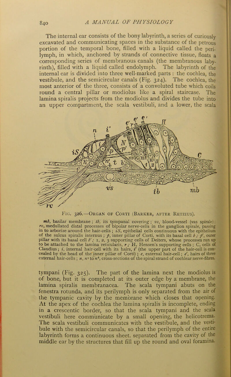 The internal ear consists of the bony labyrinth, a series of curiously excavated and communicating spaces in the substance of the petrous portion of the temporal bone, filled with a liquid called the peri- lymph, in which, anchored by strands of connective tissue, floats a corresponding series of membranous canals (the membranous laby- rinth), filled with a liquid called endolymph. The labyrinth of the internal ear is divided into three well-marked parts : the cochlea, the vestibule, and the semicircular canals (Fig. 324). The cochlea, the most anterior of the three, consists of a convoluted tube which coils round a central pillar or modiolus like a spiral staircase. The lamina spiralis projects from the modiolus and divides the tube into an upper compartment, the scala vestibuli, and a lower, the scala Fig. 326.—Organ of Corti (Barker, after Retzius). mb, basilar membrane ; tb, its tympanal covering ; vs, blood-vessel (vas spirale); rc, medullated distal processes of bipolar nerve-cells in the ganglion spirale, passing in to arborize around the hair-cells ; iS, epithelial cells continuous with the epithelium of the sulcus spiralis internus ; p, inner pillar of Corti, with its basal cell b ; p', outer pillar with its basal cell b'; 1, 2, 3 supporting cells of Deiters, whose processes run up to be attached to the lamina reticularis, r; H, Hensen’s supporting cells ; C, cells of Claudius ; i, internal hair-cell with its hairs, i' (the upper part of the hair-cell is con- cealed by the head of the inner pillar of Corti) ; e, external hair-cell; e', hairs of three external hair-cells ; n, »Ito«4, cross-sections of the spiral strand of cochlear nerve-fibres. tympani (Fig. 325). The part of the lamina next the modiolus is of bone, but it is completed at its outer edge by a membrane, the lamina spiralis membranacea. The scala tympani abuts on the fenestra rotunda, and its perilymph is only separated from the air of the tympanic cavity by the membrane which closes that opening. At the apex of the cochlea the lamina spiralis is incomplete, ending in a crescentic border, so that the scala tympani and the scala vestibuli here communicate by a small opening, the helicotrema. The scala vestibuli communicates with the vestibule, and the vesti- bule with the semicircular canals, so that the perilymph of the entire labyrinth forms a continuous sheet, separated from the cavity of the middle ear by the structures that fill up the round and oval foramina.
