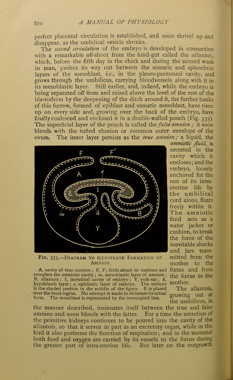 perfect placental circulation is established, and soon shrivel up and disappear, as the umbilical vesicle shrinks. The second circulation of the embryo is developed in connection with a remarkable off-shoot from the hind-gut called the allantois, which, before the fifth day in the chick and during the second week in man, pushes its way out between the somatic and splanchnic layers of the mesoblast, i.e., in the pleuro-peritoneal cavity, and grows through the umbilicus, carrying bloodvessels along with it in its mesoblastic layer. Still earlier, and, indeed, while the embryo is being separated off from and raised above the level of the rest of the blastoderm by the deepening of the ditch around it, the further banks of this furrow, formed of epiblast and somatic mesoblast, have risen up on every side and, growing over the back of the embryo, have finally coalesced and enclosed it in a double-walled pouch (Fig. 335). The superficial layer of the pouch is called the false amnion ; it soon blends with the tufted chorion or common outer envelope of the ovum. The inner layer persists as the true amnion; a liquid, the amniotic fluid, is secreted in the cavity which it encloses; and the embryo, loosely anchored for the rest of its intra- uterine life by the umbilical cord alone, floats freely within it. The amniotic fluid acts as a water jacket or cushion, to break the force of the inevitable shocks and jars trans- mitted from the mother to the A, cavity of true amnion ; F, F, folds about to coalesce and foetus and from complete the amniotic cavity; m, mesoblastic layer of amnion ; fggtug to the B, allantois; I, intestinal cavity of embryo; Y, yolk-sac; h, , hypoblastic layer; e, epiblastic layer of embryo. The embryo motner. is the shaded portion in the middle of the figure. E is placed The allantois, over the head region. No attempt is made to delineate its actual arowinu OUt at form. The mesoblast is represented by the interrupted line. &. q . the umbilicus, in the manner described, insinuates itself between the true and false amnion and soon blends with the latter. For a time the secretion of the primitive kidneys continues to be poured into the cavity of the allantois, so that it serves in part as an excretory organ, while in the bird it also performs the function of respiration; and in the mammal both food and oxygen are carried by its vessels to the foetus during the greater part of intra-uterine life. But later on the outgrowth Fig. 335.—Diagram to illustrate Formation of Amnion.