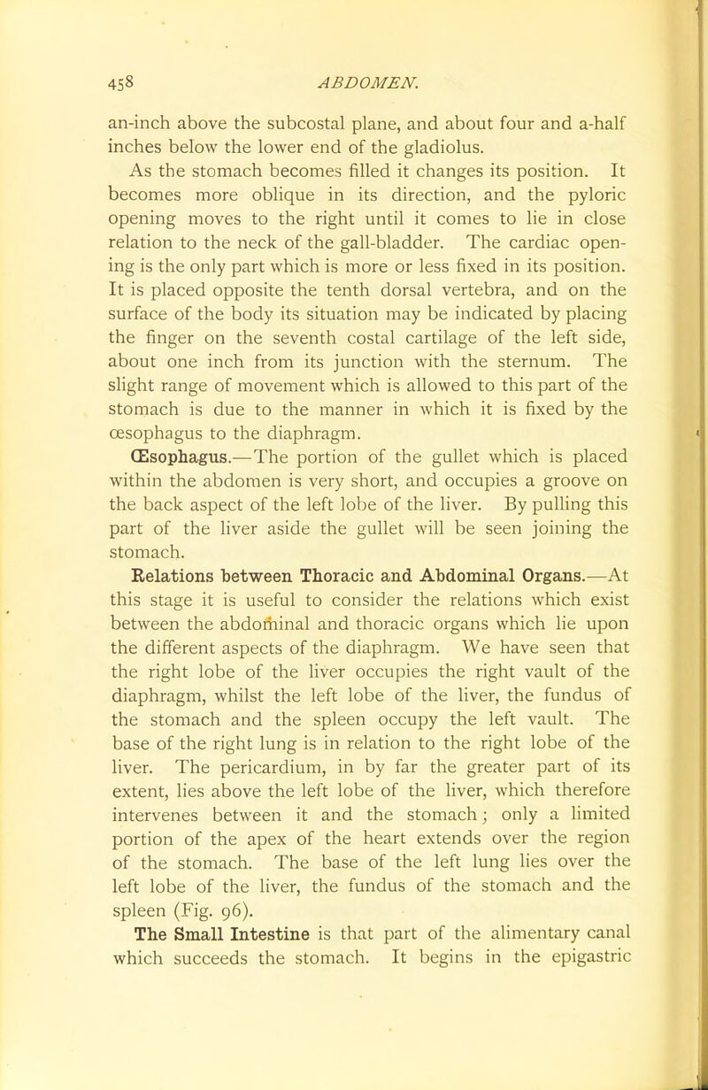 an-inch above the subcostal plane, and about four and a-half inches below the lower end of the gladiolus. As the stomach becomes filled it changes its position. It becomes more oblique in its direction, and the pyloric opening moves to the right until it comes to lie in close relation to the neck of the gall-bladder. The cardiac open- ing is the only part which is more or less fixed in its position. It is placed opposite the tenth dorsal vertebra, and on the surface of the body its situation may be indicated by placing the finger on the seventh costal cartilage of the left side, about one inch from its junction with the sternum. The slight range of movement which is allowed to this part of the stomach is due to the manner in which it is fixed by the oesophagus to the diaphragm. (Esophagus.—The portion of the gullet which is placed within the abdomen is very short, and occupies a groove on the back aspect of the left lobe of the liver. By pulling this part of the liver aside the gullet will be seen joining the stomach. Relations between Thoracic and Abdominal Organs.—At this stage it is useful to consider the relations which exist between the abdorhinal and thoracic organs which lie upon the different aspects of the diaphragm. We have seen that the right lobe of the liver occupies the right vault of the diaphragm, whilst the left lobe of the liver, the fundus of the stomach and the spleen occupy the left vault. The base of the right lung is in relation to the right lobe of the liver. The pericardium, in by far the greater part of its extent, lies above the left lobe of the liver, which therefore intervenes between it and the stomach; only a limited portion of the apex of the heart extends over the region of the stomach. The base of the left lung lies over the left lobe of the liver, the fundus of the stomach and the spleen (Fig. 96). The Small Intestine is that part of the alimentary canal which succeeds the stomach. It begins in the epigastric