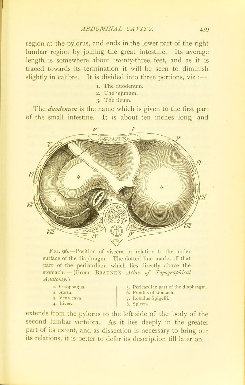 region at the pylorus, and ends in the lower part of the right lumbar region by joining the great intestine. Its average length is somewhere about twenty-three feet, and as it is traced towards its termination it will be seen to diminish slightly in calibre. It is divided into three portions, viz.:— 1. The duodenum. 2. The jejunum. 3. The ileum. The duodenum is the name which is given to the first part of the small intestine. It is about ten inches long, and FlG. 96.—Position of viscera in relation to the under surface of the diaphragm. The dotted line marks off that part of the pericardium which lies directly above the stomach.—(From Braune's Atlas of Topographical A nalomy.) 1. CEsophagus. 2. Aorta. 3. Vena cava. 4. Liver. 5. Pericardiac part of the diaphragm. 6. Fundus of stomach. 7. Lobulus Spigelti. 8. Spleen. extends from the pylorus to the left side of the body of the second lumbar vertebra. As it lies deeply in the greater part of its extent, and as dissection is necessary to bring out its relations, it is better to defer its description till later on.