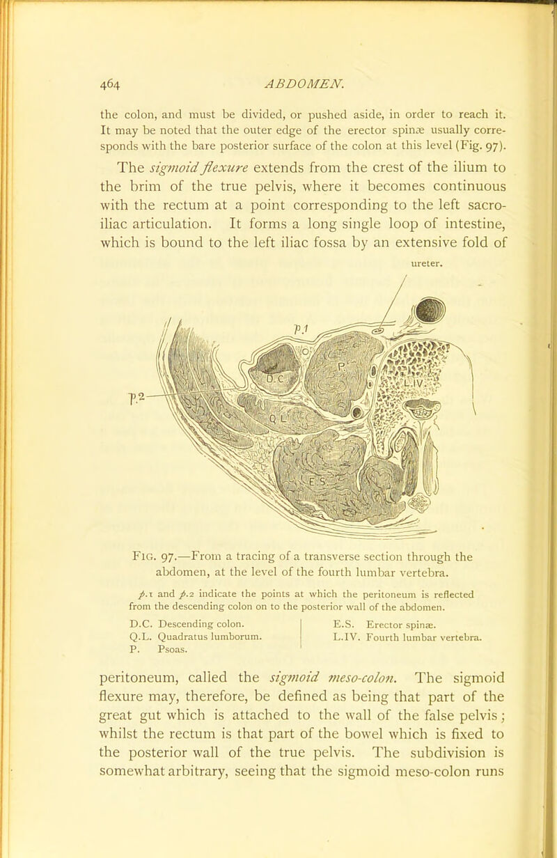 the colon, and must be divided, or pushed aside, in order to reach it. It may be noted that the outer edge of the erector spinse usually corre- sponds with the bare posterior surface of the colon at this level (Fig. 97). The sigmoid flexure extends from the crest of the ilium to the brim of the true pelvis, where it becomes continuous with the rectum at a point corresponding to the left sacro- iliac articulation. It forms a long single loop of intestine, which is bound to the left iliac fossa by an extensive fold of Fig. 97.—From a tracing of a transverse section through the abdomen, at the level of the fourth lumbar vertebra. p.\ and /.2 indicate the points at which the peritoneum is reflected from the descending colon on to the posterior wall of the abdomen. E.S. Erector spina:. L.IV. Fourth lumbar vertebra. D.C. Descending colon. Q.L. Quadratus lumborum. P. Psoas. peritoneum, called the sigmoid meso-co/on. The sigmoid flexure may, therefore, be defined as being that part of the great gut which is attached to the wall of the false pelvis; whilst the rectum is that part of the bowel which is fixed to the posterior wall of the true pelvis. The subdivision is somewhat arbitrary, seeing that the sigmoid meso-colon runs