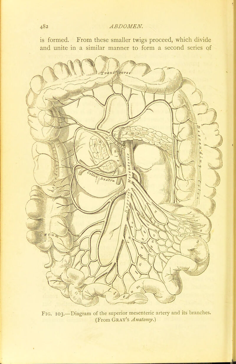is formed. From these smaller twigs proceed, which divide and unite in a similar manner to form a second series of Fig. 103.—Diagram of the superior mesenteric artery and its branches. (From Gray's Anatomy.)