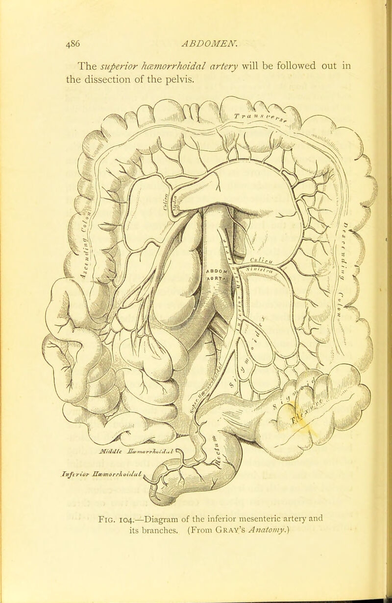 The superior hcemorrhoidal artery will be followed out in the dissection of the pelvis. Fig. 104.—Diagram of the inferior mesenteric artery and its branches. (From Gray's Anatomy.']