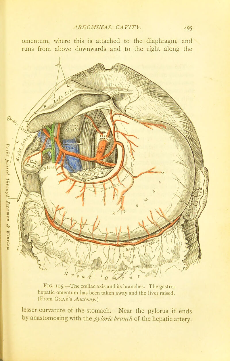 omentum, where this is attached to the diaphragm, and runs from above downwards and to the right along the FlG. 105.—The cceliac axis and its branches. The gastro- hepatic omentum has been taken away and the liver raised. (From Gray's Anatomy.) lesser curvature of the stomach. Near the pylorus it ends by anastomosing with the pyloric branch of the hepatic artery.