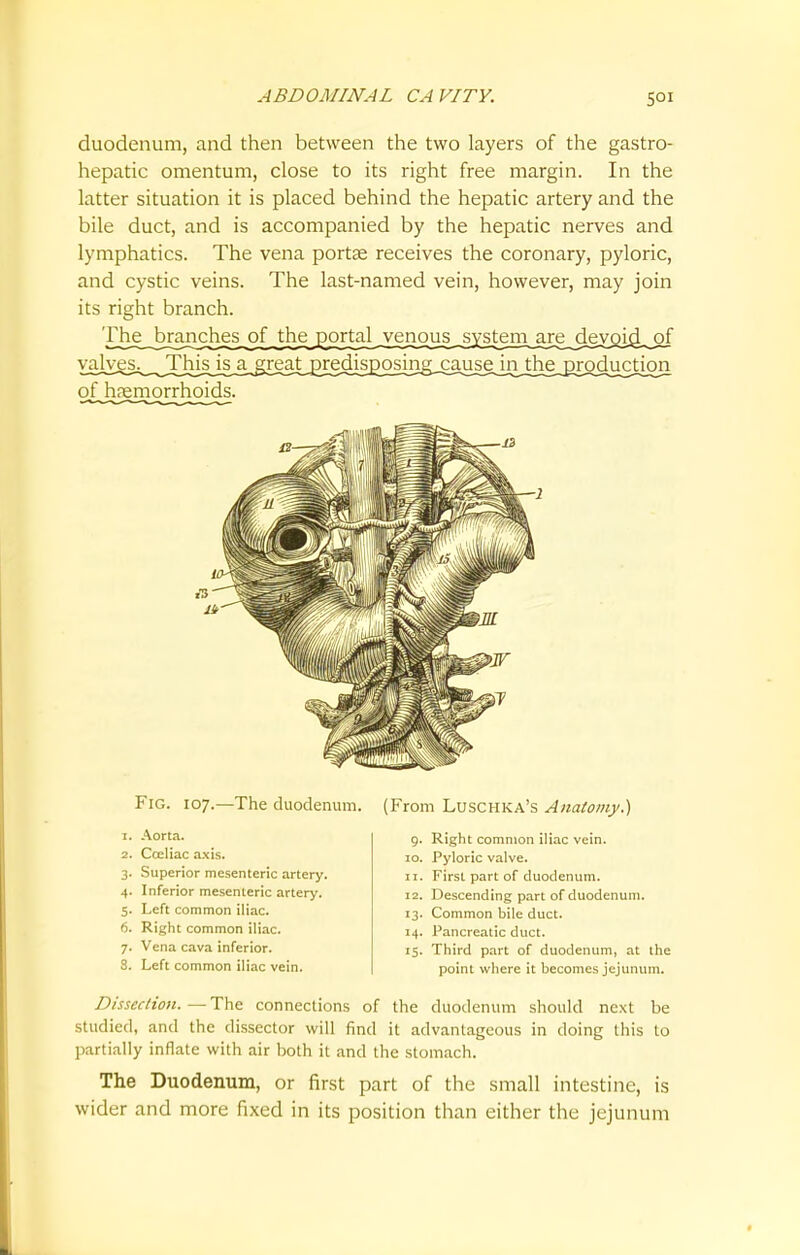 duodenum, and then between the two layers of the gastro- hepatic omentum, close to its right free margin. In the latter situation it is placed behind the hepatic artery and the bile duct, and is accompanied by the hepatic nerves and lymphatics. The vena portae receives the coronary, pyloric, and cystic veins. The last-named vein, however, may join its right branch. The branches of Jhg^ortal_yenous_sys_tem are devoid, of vabjes^^_TJhsjSiy>^^ of haemorrhoids. Fig. 107.—The duodenum. (From Luschka's Anatomy.) 1. Aorta. 2. Cceliac axis. 3. Superior mesenteric artery. 4. Inferior mesenteric artery. 5. Left common iliac. 6. Right common iliac. 7. Vena cava inferior. S. Left common iliac vein. 9. Right common iliac vein. 10. Pyloric valve. 11. First part of duodenum. 12. Descending part of duodenum. 13. Common bile duct. 14. Pancreatic duct. 15. Third part of duodenum, at the point where it becomes jejunum. Dissection.—The connections of the duodenum should next be studied, and the dissector will find it advantageous in doing this to partially inflate with air both it and the stomach. The Duodenum, or first part of the small intestine, is wider and more fixed in its position than either the jejunum