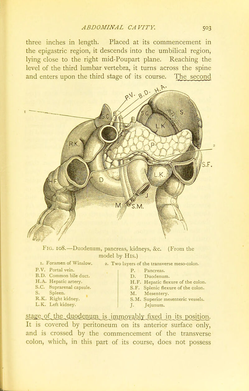 three inches in length. Placed at its commencement in the epigastric region, it descends into the umbilical region, lying close to the right mid-Poupart plane. Reaching the level of the third lumbar vertebra, it turns across the spine and enters upon the third stage of its course. The second Fig. 108.—Duodenum, pancreas, kidneys, &c. (From the model by His.) 2. Two layers of the transverse meso-colon. P. Pancreas. 1. Foramen of Winslow. P.V. Portal vein. B.D. Common bile duct. H.A. Hepatic artery. S.C. Suprarenal capsule. S. Spleen. R.K. Right kidney. L.K. Left kidney. D. Duodenum. H.F. Hepatic flexure of the colon. S.F. Splenic flexure of the colon. M. Mesentery. S.M. Superior mesenteric vessels. J. Jejunum. '^M^^SS&^^S^^SL is immovably fixed in its position. It is covered by peritoneum on its anterior surface only, and is crossed by the commencement of the transverse colon, which, in this part of its course, does not possess