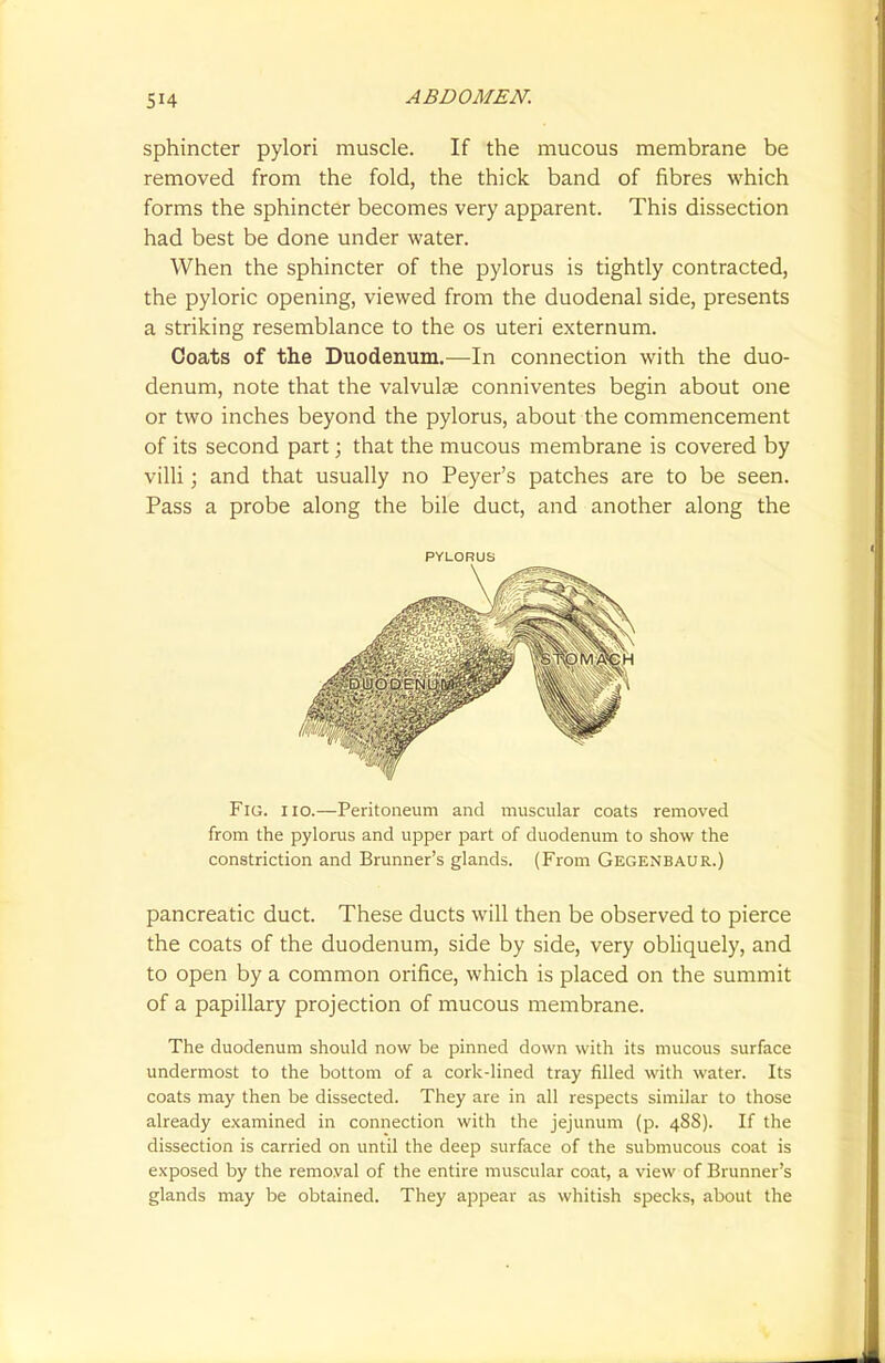 sphincter pylori muscle. If the mucous membrane be removed from the fold, the thick band of fibres which forms the sphincter becomes very apparent. This dissection had best be done under water. When the sphincter of the pylorus is tightly contracted, the pyloric opening, viewed from the duodenal side, presents a striking resemblance to the os uteri externum. Goats of the Duodenum.—In connection with the duo- denum, note that the valvulse conniventes begin about one or two inches beyond the pylorus, about the commencement of its second part; that the mucous membrane is covered by villi; and that usually no Peyer's patches are to be seen. Pass a probe along the bile duct, and another along the Fig. i io.—Peritoneum and muscular coats removed from the pylorus and upper part of duodenum to show the constriction and Brunner's glands. (From Gegenbaur.) pancreatic duct. These ducts will then be observed to pierce the coats of the duodenum, side by side, very obliquely, and to open by a common orifice, which is placed on the summit of a papillary projection of mucous membrane. The duodenum should now be pinned down with its mucous surface undermost to the bottom of a cork-lined tray filled with water. Its coats may then be dissected. They are in all respects similar to those already examined in connection with the jejunum (p. 48S). If the dissection is carried on until the deep surface of the submucous coat is exposed by the removal of the entire muscular coat, a view of Brunner's glands may be obtained. They appear as whitish specks, about the PYLORUS