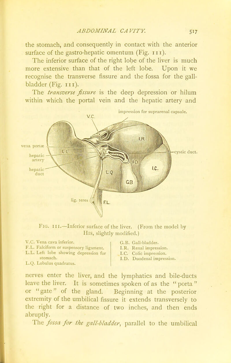 the stomach, and consequently in contact with the anterior surface of the gastro-hepatic omentum (Fig. 111). The inferior surface of the right lobe of the liver is much more extensive than that of the left lobe. Upon it we recognise the transverse fissure and the fossa for the gall- bladder (Fig. in). The transverse fissure is the deep depression or hilum within which the portal vein and the hepatic artery and impression for suprarenal capsule. ••cystic duct. Fig. hi.—Inferior surface of the liver. (From the model by Mis, slightly modified.) V.C. Vena cava inferior. G.B. Gall-bladder. F.L. Falciform or suspensory ligament. I.R. Renal impression. L.L. Left lobe showing depression for I.C. Colic impression. stomach. I.D. Duodenal impression. L.Q. Lobulus quadratus. nerves enter the liver, and the lymphatics and bile-ducts leave the liver. It is sometimes spoken of as the porta or gate of the gland. Beginning at the posterior extremity of the umbilical fissure it extends transversely to the right for a distance of two inches, and then ends abruptly. The fossa for the gall-bladder, parallel to the umbilical