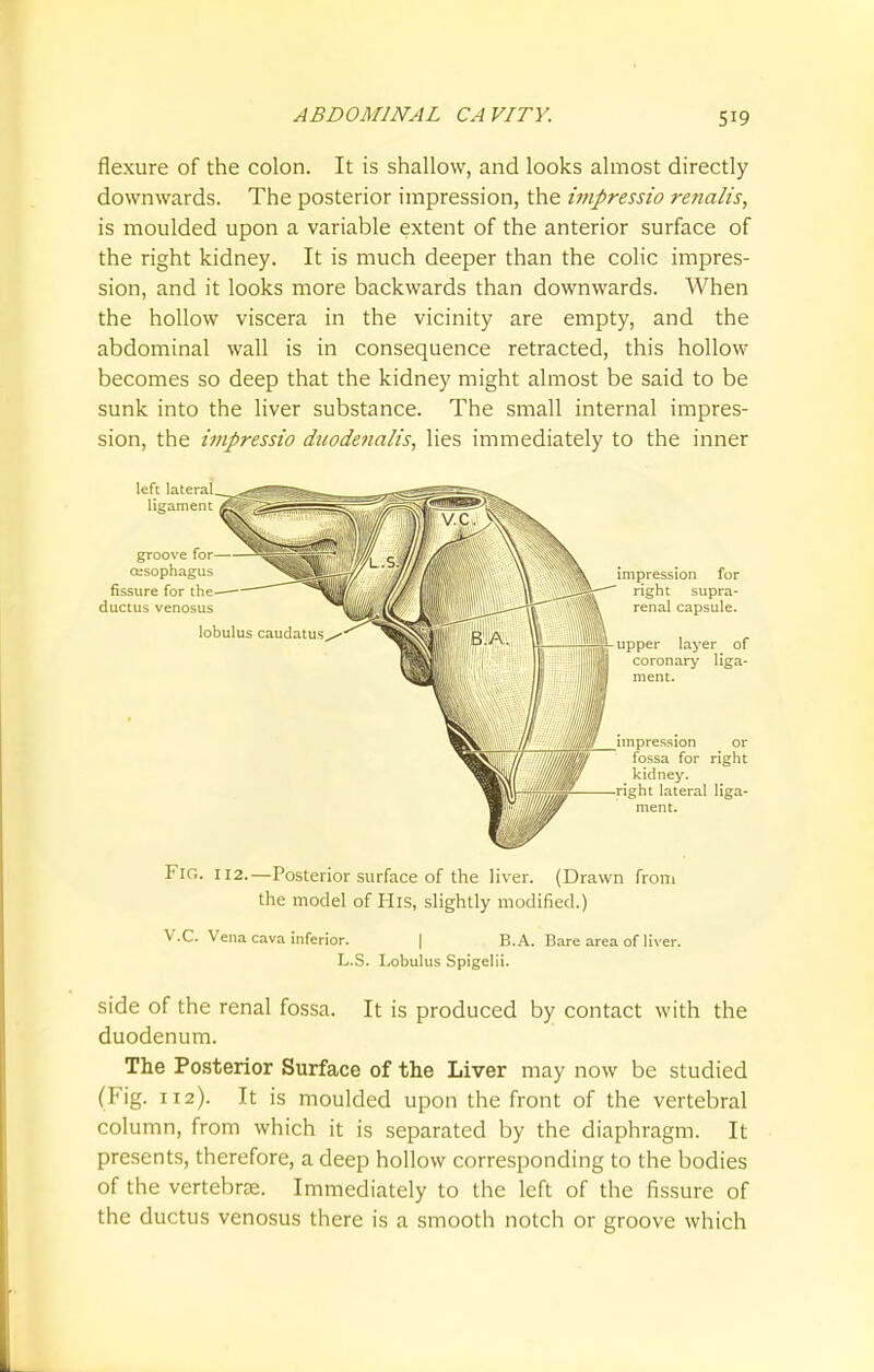 flexure of the colon. It is shallow, and looks almost directly downwards. The posterior impression, the impressio renalis, is moulded upon a variable extent of the anterior surface of the right kidney. It is much deeper than the colic impres- sion, and it looks more backwards than downwards. When the hollow viscera in the vicinity are empty, and the abdominal wall is in consequence retracted, this hollow becomes so deep that the kidney might almost be said to be sunk into the liver substance. The small internal impres- sion, the impressio duodena/is, lies immediately to the inner Fir,. 112.—Posterior surface of the liver. (Drawn from the model of His, slightly modified.) V.C. Vena cava inferior. | B.A. Bare area of liver. L.S. Lobulus Spigelii. side of the renal fossa. It is produced by contact with the duodenum. The Posterior Surface of the Liver may now be studied (Fig. 112). It is moulded upon the front of the vertebral column, from which it is separated by the diaphragm. It presents, therefore, a deep hollow corresponding to the bodies of the vertebrae. Immediately to the left of the fissure of the ductus venosus there is a smooth notch or groove which
