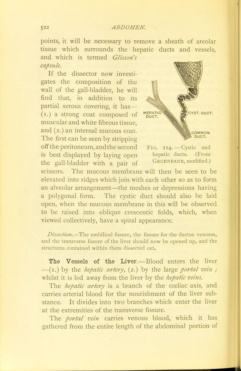 points, it will be necessary to remove a sheath of areolar tissue which surrounds the hepatic ducts and vessels, and which is termed Glisson's capsule. If the dissector now investi- gates the composition of the wall of the gall-bladder, he will find that, in addition to its partial serous covering, it has— (i.) a strong coat composed of muscular and white fibrous tissue, and (2.) an internal mucous coat. The first can be seen by stripping off the peritoneum, andthe second is best displayed by laying open the gall-bladder with a pair of scissors. The mucous membrane will then be seen to be elevated into ridges which join with each other so as to form an alveolar arrangement—the meshes or depressions having a polygonal form. The cystic duct should also be laid open, when the mucous membrane in this will be observed to be raised into oblique crescentic folds, which, when viewed collectively, have a spiral appearance. Fig. 114.—Cystic and hepatic ducts. (From Gegenbaur, modified.) Dissection.—The umbilical fissure, the fissure for the ductus venosus, and the transverse fissure of the liver should now be opened up, and the structures contained within them dissected out. The Vessels of the Liver.—Blood enters the liver —(1.) by the hepatic artery, (2.) by the large portal vein ; whilst it is led away from the liver by the hepatic veitis. The hepatic artery is a branch of the cceliac axis, and carries arterial blood for the nourishment of the liver sub- stance. It divides into two branches which enter the liver at the extremities of the transverse fissure. The portal vein carries venous blood, which it has gathered from the entire length of the abdominal portion of