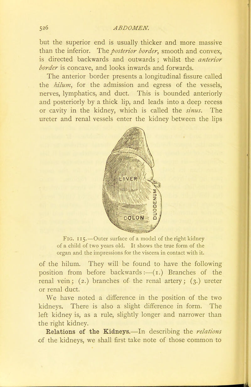 but the superior end is usually thicker and more massive than the inferior. The posterior border, smooth and convex, is directed backwards and outwards; whilst the anterior border is concave, and looks inwards and forwards. The anterior border presents a longitudinal fissure called the hilum, for the admission and egress of the vessels, nerves, lymphatics, and duct. This is bounded anteriorly and posteriorly by a thick lip, and leads into a deep recess or cavity in the kidney, which is called the sinus. The ureter and renal vessels enter the kidney between the lips Fig. 115.—Outer surface of a model of the right kidney of a child of two years old. It shows the true form of the organ and the impressions for the viscera in contact with it. of the hilum. They will be found to have the following position from before backwards:—(1.) Branches of the renal vein; (2.) branches of the renal artery; (3.) ureter or renal duct. We have noted a difference in the position of the two kidneys. There is also a slight difference in form. The left kidney is, as a rule, slightly longer and narrower than the right kidney. Relations of the Kidneys.—In describing the relations of the kidneys, we shall first take note of those common to