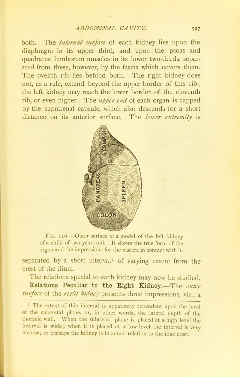 both. The internal surface of each kidney lies upon the diaphragm in its upper third, and upon the psoas and quadratus lumborum muscles in its lower two-thirds, separ- ated from these, however, by the fascia which covers them. The twelfth rib lies behind both. The right kidney does not, as a rule, extend beyond the upper border of this rib; the left kidney may reach the lower border of the eleventh rib, or even higher. The tipper end of each organ is capped by the suprarenal capsule, which also descends for a short distance on its anterior surface. The lower extremity is Fig. 116.—Outer surface of a model of the left kidney of a child of two years old. It shows the true form of the organ and the impressions for the viscera in contact with it. separated by a short interval1 of varying extent from the crest of the ilium. The relations special to each kidney may now be studied. Relations Peculiar to the Right Kidney.—The outer surface of the right kidney presents three impressions, viz., a 1 The extent of this interval is apparently dependent upon the level of the subcostal plane, or, in other words, the lateral depth of the thoracic wall. When the subcostal plane is placed at a high level the interval is wide; when it is placed at a low level the interval is very narrow, or perhaps the kidney is in actual relation to the iliac crest.