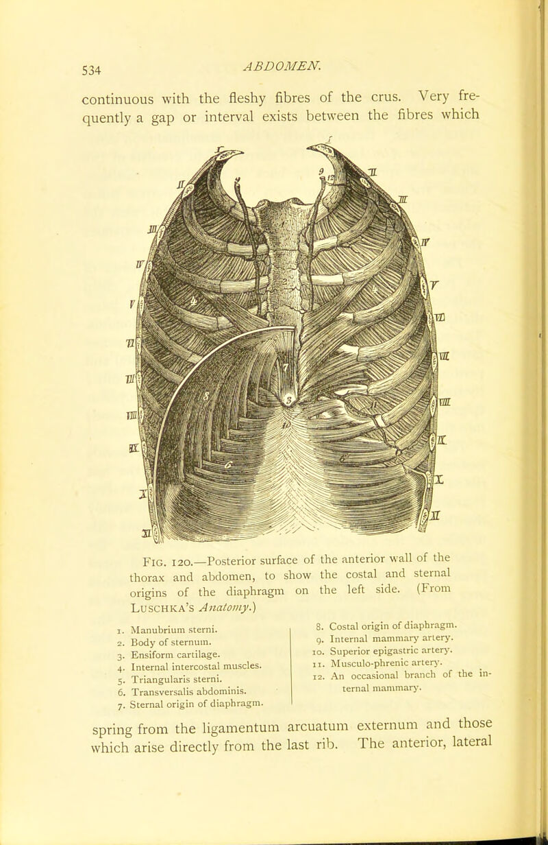 continuous with the fleshy fibres of the crus. Very fre- quently a gap or interval exists between the fibres which Fig. i 20.—Posterior surface of the anterior wall of the thorax and abdomen, to show the costal and sternal origins of the diaphragm on the left side. (From Luschka's Anatomy.) 1. Manubrium sterni. 2. Body of sternum. 3. Ensiform cartilage. 4. Internal intercostal muscles. 5. Triangularis sterni. 6. Transversalis abdominis. 7. Sternal origin of diaphragm. 8. Costal origin of diaphragm. 9. Internal mammary artery. 10. Superior epigastric artery. 11. Musculo-phrenic artery- 12. An occasional branch of the in- ternal mammary. spring from the ligamentum arcuatum externum and those which arise directly from the last rib. The anterior, lateral