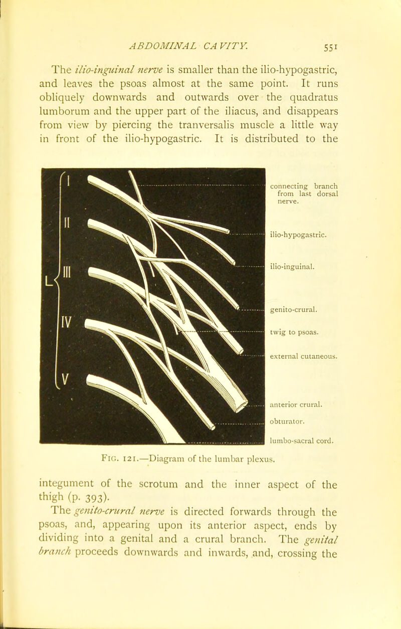 The ilio-inguinal nerve is smaller than the ilio-hypogastric, and leaves the psoas almost at the same point. It runs obliquely downwards and outwards over the quadratus lumborum and the upper part of the iliacus, and disappears from view by piercing the tranversalis muscle a little way in front of the ilio-hypogastric. It is distributed to the FlG. 121.—Diagram of the lumbar plexus. integument of the scrotum and the inner aspect of the thigh (p. 393). The ge?iito-crural nerve is directed forwards through the psoas, and, appearing upon its anterior aspect, ends by dividing into a genital and a crural branch. The genital branch proceeds downwards and inwards, and, crossing the