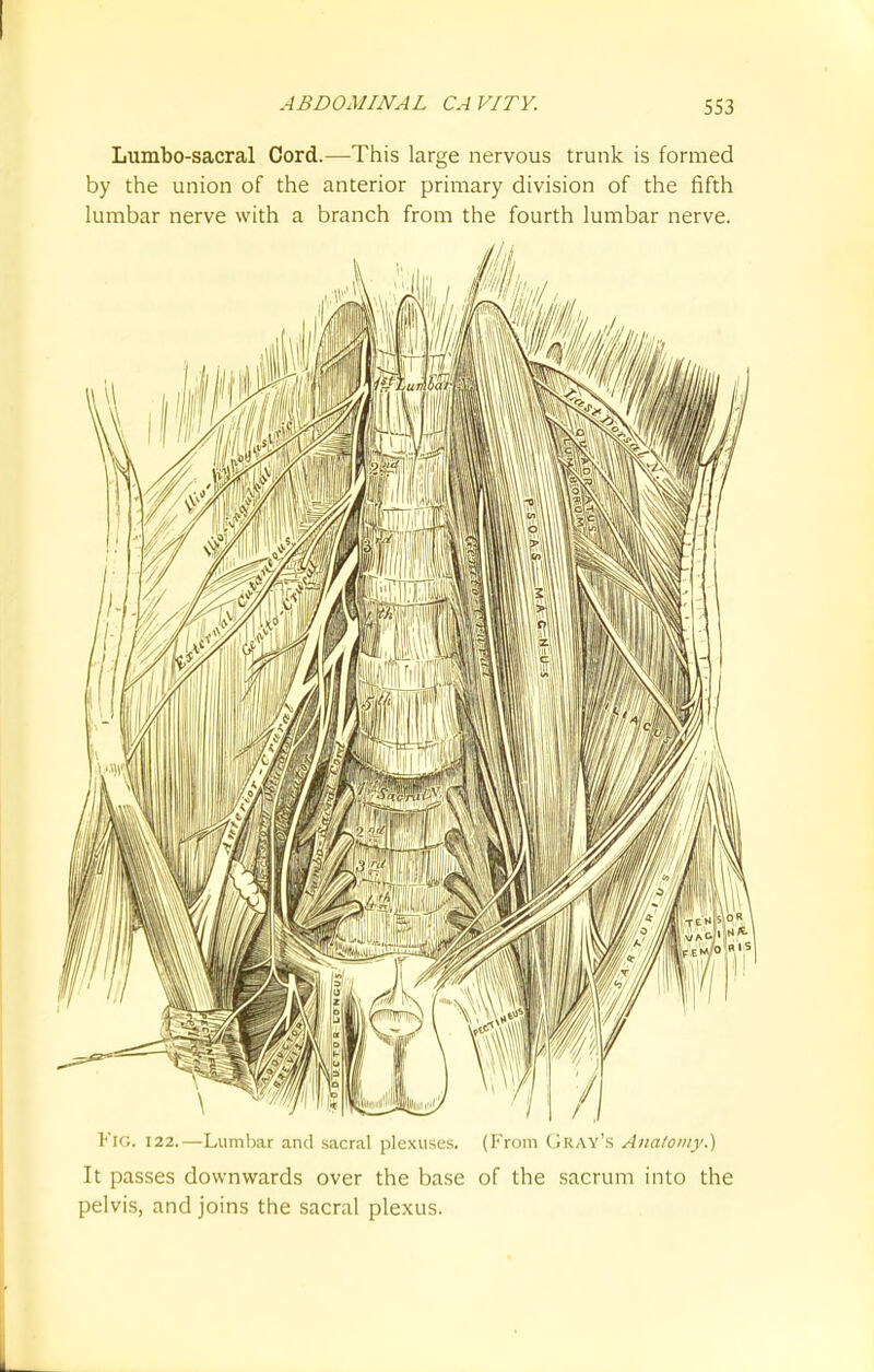 Lumbo-sacral Cord.—This large nervous trunk is formed by the union of the anterior primary division of the fifth lumbar nerve with a branch from the fourth lumbar nerve. Fig. 122.—Lumbar and sacral plexuses. (From Gray's Anatomy.) It passes downwards over the base of the sacrum into the pelvis, and joins the sacral plexus.