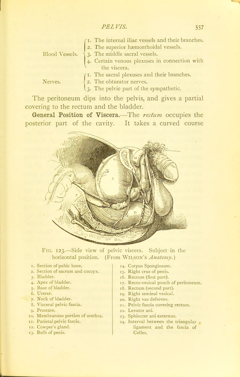 1. The internal iliac vessels and their branches. 2. The superior hemorrhoidal vessels. Blood Vessels. \ 3. The middle sacral vessels. 4. Certain venous plexuses in connection with the viscera. 1. The sacral plexuses and their branches. Nerves. \ 2. The obturator nerves. 3. The pelvic part of the sympathetic. The peritoneum dips into the pelvis, and gives a partial covering to the rectum and the bladder. General Position of Viscera.—The rectum occupies the posterior part of the cavity. It takes a curved course Fig. 123.—Side view of pelvic viscera. Subject in the horizontal position. (From Wilson's Anatomy.) I. Section of pubic bone. 14. Corpus Spongiosum. 2. Section of sacrum and coccyx. *5- Right crus of penis. 3- Bladder. 16. Rectum (first part). 4- Apex of bladder. '7- Recto-vesical pouch of peritoneum. 5- Base of bladder. 18. Rectum (second part). 6. Ureter. 19. Right seminal vesical. 7- Neck of bladder. 20. Right vas deferens. 8. Visceral pelvic fascia. 21. Pelvic fascia covering rectum. 9- Prostate. 22. Levator ani. 10. Membranous portion of urethra. 23- Sphincter ani externus. 11. Parietal pelvic fascia. 24. Interval between the triangular , 12. Cowper's gland. ligament and the fascia of '3- Bulb of penis. Colles.