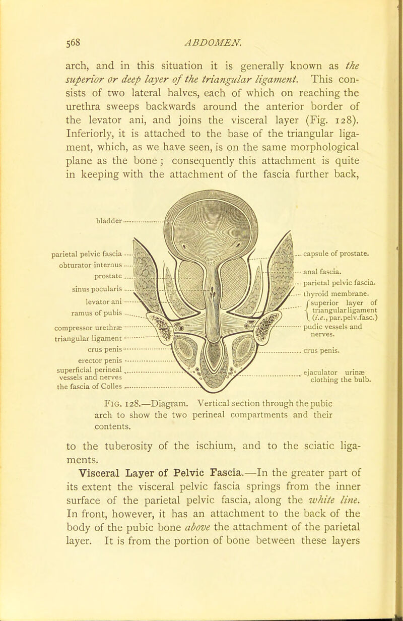 arch, and in this situation it is generally known as the superior or deep layer of the triangular ligament. This con- sists of two lateral halves, each of which on reaching the urethra sweeps backwards around the anterior border of the levator ani, and joins the visceral layer (Fig. 128). Inferiorly, it is attached to the base of the triangular liga- ment, which, as we have seen, is on the same morphological plane as the bone; consequently this attachment is quite in keeping with the attachment of the fascia further back, bladder parietal pelvic fascia — obturator internus ... prostate „ sinus pocularis levator ani — ramus of pubis .. compressor urethras — triangular ligament — crus penis-- erector penis •■ superficial perineal „. vessels and nerves the fascia of Colles capsule of prostate. anal fascia. parietal pelvic fascia. ihyroid membrane. /'superior layer of -! triangular ligament ^ {i.e., par.pelv.fasc.) pudic vessels and nerves. .. crus penis. ejaculator urinae clothing the bulb. Fig. 128.—Diagram. Vertical section through the pubic arch to show the two perineal compartments and their contents. to the tuberosity of the ischium, and to the sciatic liga- ments. Visceral Layer of Pelvic Fascia.—In the greater part of its extent the visceral pelvic fascia springs from the inner surface of the parietal pelvic fascia, along the white line. In front, however, it has an attachment to the back of the body of the pubic bone above the attachment of the parietal layer. It is from the portion of bone between these layers