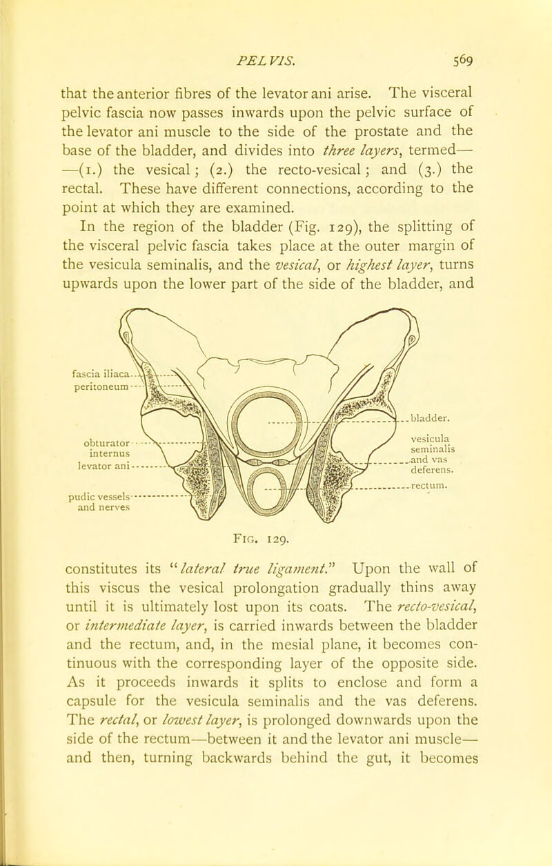 that the anterior fibres of the levator ani arise. The visceral pelvic fascia now passes inwards upon the pelvic surface of the levator ani muscle to the side of the prostate and the base of the bladder, and divides into three layers, termed— —(1.) the vesical; (2.) the recto-vesical; and (3.) the rectal. These have different connections, according to the point at which they are examined. In the region of the bladder (Fig. 129), the splitting of the visceral pelvic fascia takes place at the outer margin of the vesicula seminalis, and the vesical, or highest layer, turns upwards upon the lower part of the side of the bladder, and Fig. 129. constitutes its lateral true ligament. Upon the wall of this viscus the vesical prolongation gradually thins away until it is ultimately lost upon its coats. The recto-vesical, or intermediate layer, is carried inwards between the bladder and the rectum, and, in the mesial plane, it becomes con- tinuous with the corresponding layer of the opposite side. As it proceeds inwards it splits to enclose and form a capsule for the vesicula seminalis and the vas deferens. The rectal, or loivest layer, is prolonged downwards upon the side of the rectum—between it and the levator ani muscle— and then, turning backwards behind the gut, it becomes