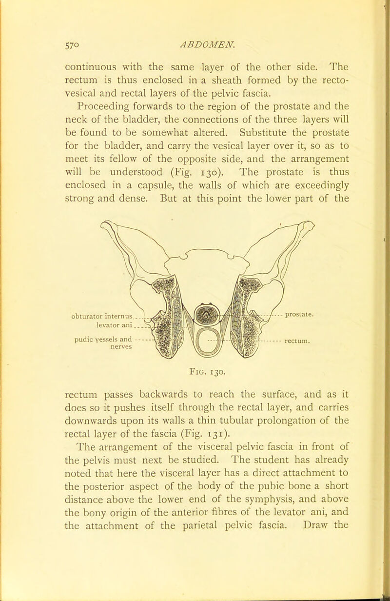 continuous with the same layer of the other side. The rectum is thus enclosed in a sheath formed by the recto- vesical and rectal layers of the pelvic fascia. Proceeding forwards to the region of the prostate and the neck of the bladder, the connections of the three layers will be found to be somewhat altered. Substitute the prostate for the bladder, and carry the vesical layer over it, so as to meet its fellow of the opposite side, and the arrangement will be understood (Fig. 130). The prostate is thus enclosed in a capsule, the walls of which are exceedingly strong and dense. But at this point the lower part of the rectum passes backwards to reach the surface, and as it does so it pushes itself through the rectal layer, and carries downwards upon its walls a thin tubular prolongation of the rectal layer of the fascia (Fig. 131). The arrangement of the visceral pelvic fascia in front of the pelvis must next be studied. The student has already noted that here the visceral layer has a direct attachment to the posterior aspect of the body of the pubic bone a short distance above the lower end of the symphysis, and above the bony origin of the anterior fibres of the levator ani, and the attachment of the parietal pelvic fascia. Draw the obturator interims levator ani pudic vessels and Fig. 130.