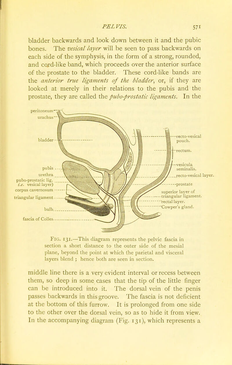 bladder backwards and look down between it and the pubic bones. The vesical layer will be seen to pass backwards on each side of the symphysis, in the form of a strong, rounded, and cord-like band, which proceeds over the anterior surface of the prostate to the bladder. These cord-like bands are the anterior true ligaments of the bladder, or, if they are looked at merely in their relations to the pubis and the prostate, they are called the pubo-prostatic ligaments. In the layer. Fig. 131.—This diagram represents the pelvic fascia in section a short distance to the outer side of the mesial plane, beyond the point at which the parietal and visceral layers blend ; hence both are seen in section. middle line there is a very evident interval or recess between them, so deep in some cases that the tip of the little finger can be introduced into it. The dorsal vein of the penis passes backwards in this groove. The fascia is not deficient at the bottom of this furrow. It is prolonged from one side to the other over the dorsal vein, so as to hide it from view. In the accompanying diagram (Fig. 131), which represents a