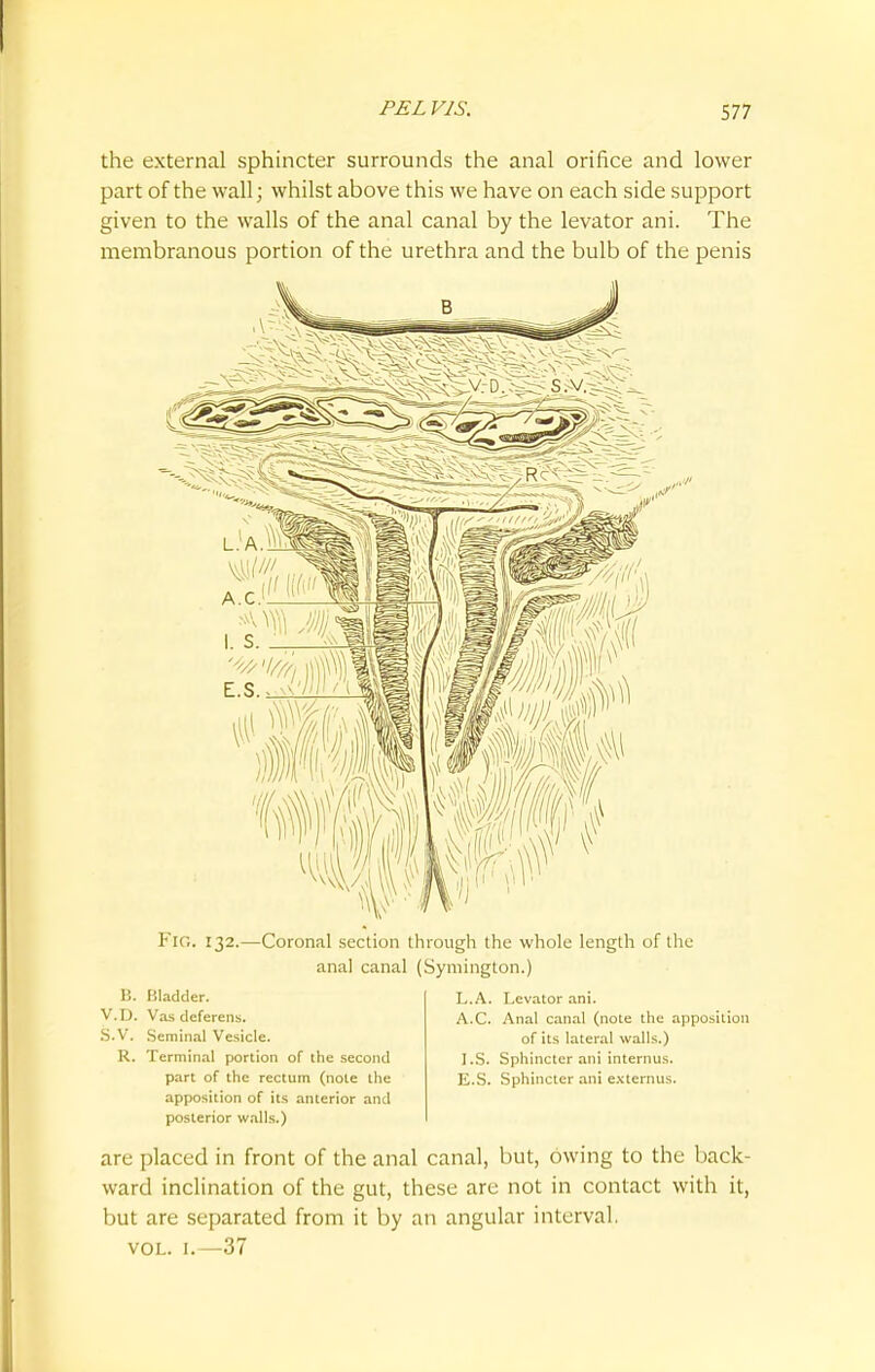 the external sphincter surrounds the anal orifice and lower part of the wall; whilst above this we have on each side support given to the walls of the anal canal by the levator ani. The membranous portion of the urethra and the bulb of the penis Ml Fir,. 132.—Coronal section through the whole length of the anal canal (Symington.) 15. Bladder. V.D. Vas deferens. S.V. Seminal Vesicle. R. Terminal portion of the second part of the rectum (note the apposition of its anterior and posterior walls.) L.A. Levator ani. A.C. Anal canal (note the apposition of its lateral walls.) I.S. Sphincter ani internus. E.S. Sphincter ani externus. arc placed in front of the anal canal, but, owing to the back- ward inclination of the gut, these are not in contact with it, but are separated from it by an angular interval. vol. 1.—37