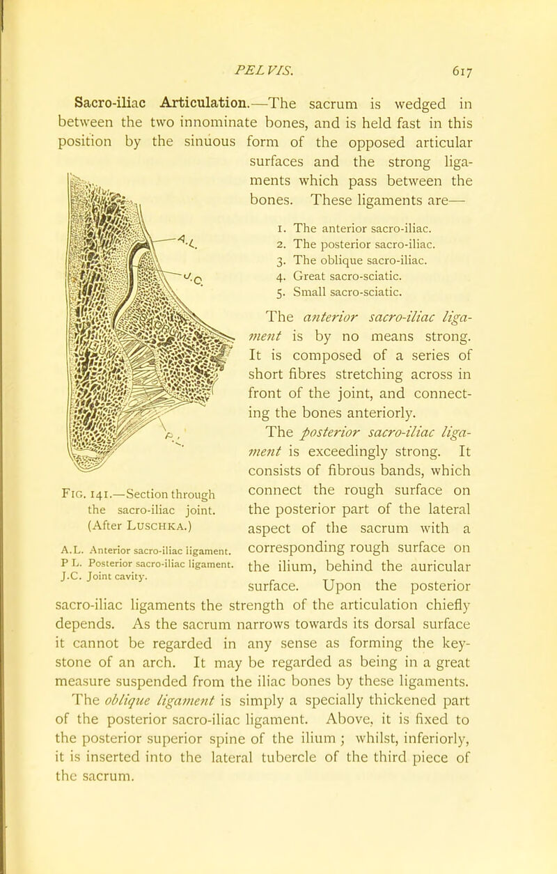 Sacro-iliac Articulation.—The sacrum is wedged in between the two innominate bones, and is held fast in this position by the sinuous form of the opposed articular surfaces and the strong liga- ments which pass between the bones. These ligaments are— 1. The anterior sacro-iliac. 2. The posterior sacro-iliac. 3. The oblique sacro-iliac. 4. Great sacro-sciatic. 5. Small sacro-sciatic. sacro-iliac liga- The anterior ment is by no means strong. It is composed of a series of short fibres stretching across in front of the joint, and connect- ing the bones anteriorly. The posterior sacro-iliac liga- ment is exceedingly strong. It consists of fibrous bands, which connect the rough surface on the posterior part of the lateral aspect of the sacrum with a corresponding rough surface on the ilium, behind the auricular surface. Upon the posterior sacro-iliac ligaments the strength of the articulation chiefly depends. As the sacrum narrows towards its dorsal surface it cannot be regarded in any sense as forming the key- stone of an arch. It may be regarded as being in a great measure suspended from the iliac bones by these ligaments. The oblique ligament is simply a specially thickened part of the posterior sacro-iliac ligament. Above, it is fixed to the posterior superior spine of the ilium ; whilst, inferiorly, it is inserted into the lateral tubercle of the third piece of the sacrum. Fig. 141—Section through the sacro-iliac joint. (After Luschka.) A.L. Anterior sacro-iliac 'ligament. P L. Posterior sacro-iliac ligament. J.C. Joint cavity.