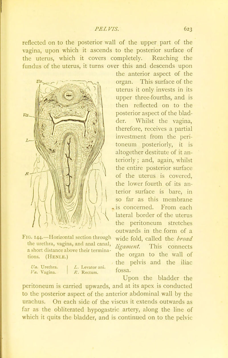 reflected on to the posterior wall of the upper part of the vagina, upon which it ascends to the posterior surface of the uterus, which it covers completely. Reaching the fundus of the uterus, it turns over this and descends upon the anterior aspect of the organ. This surface of the uterus it only invests in its upper three-fourths, and is then reflected on to the posterior aspect of the blad- der. Whilst the vagina, therefore, receives a partial investment from the peri- toneum posteriorly, it is altogether destitute of it an- teriorly ; and, again, whilst the entire posterior surface of the uterus is covered, the lower fourth of its an- terior surface is bare, in so far as this membrane is concerned. From each lateral border of the uterus the peritoneum stretches outwards in the form of a wide fold, called the broad ligament. This connects the organ to the wall of the pelvis and the iliac fossa. Upon the bladder the peritoneum is carried upwards, and at its apex is conducted to the posterior aspect of the anterior abdominal wall by the urachus. On each side of the viscus it extends outwards as far as the obliterated hypogastric artery, along the line of which it quits the bladder, and is continued on to the pelvic Fig. 144.—Horizontal section through the urethra, vagina, and anal canal, a short distance above their termina- tions. (Henle.) Ua. Urethra. Va. Vagina. L. Levator ani. R. Rectum.