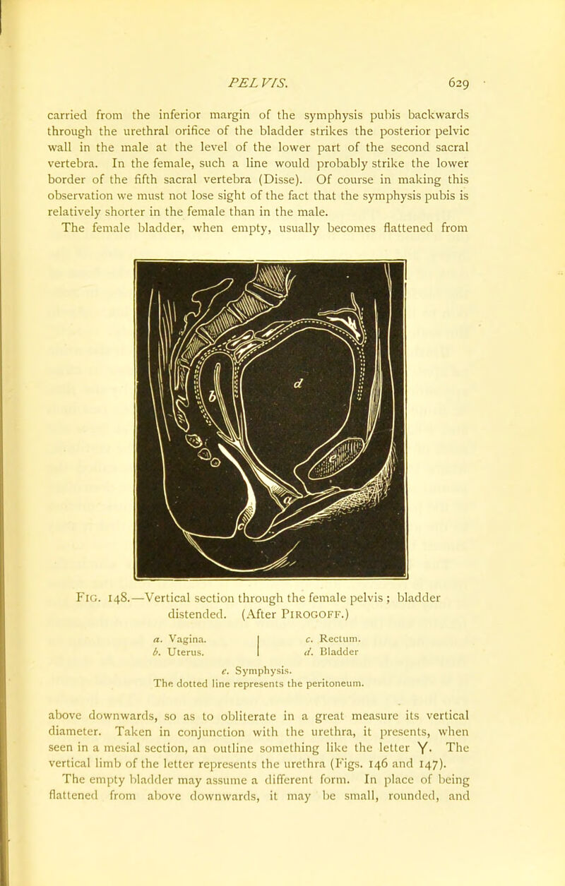 carried from the inferior margin of the symphysis pubis backwards through the urethral orifice of the bladder strikes the posterior pelvic wall in the male at the level of the lower part of the second sacral vertebra. In the female, such a line would probably strike the lower border of the fifth sacral vertebra (Disse). Of course in making this observation we must not lose sight of the fact that the symphysis pubis is relatively shorter in the female than in the male. The female bladder, when empty, usually becomes flattened from Fig. 148.—Vertical section through the female pelvis ; bladder distended. (After Pirogoff.) a. Vagina. b. Uterus. c. Rectum. d. Bladder e. Symphysis. The dotted line represents the peritoneum. above downwards, so as to obliterate in a great measure its vertical diameter. Taken in conjunction with the urethra, it presents, when seen in a mesial section, an outline something like the letter Y- The vertical limb of the letter represents the urethra (Figs. 146 and 147). The empty bladder may assume a different form. In place of being flattened from above downwards, it may be small, rounded, and