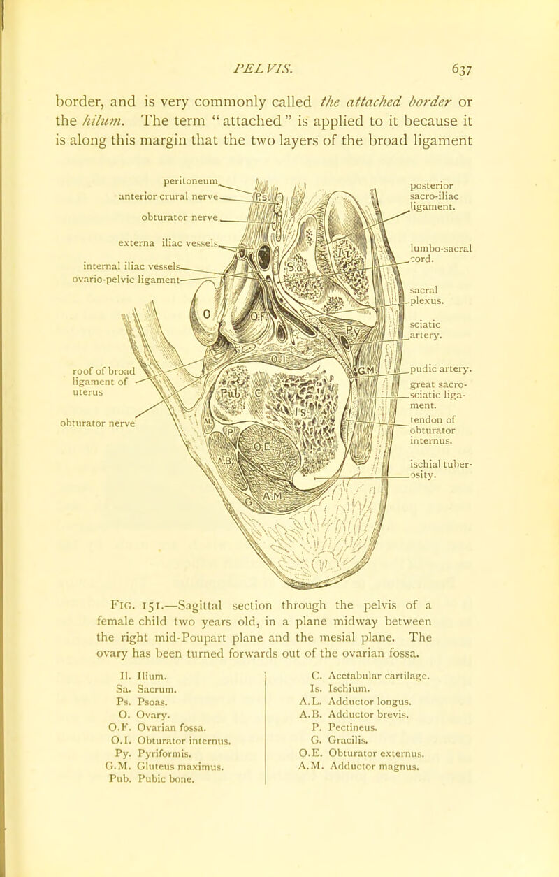 border, and is very commonly called the attached border or the hilum. The term  attached  is applied to it because it is along this margin that the two layers of the broad ligament peritoneum, anterior crural nerv obturat internal iliac vessel ovario-pelvic ligamen posterior sacro-iliac ligament. lumbo-sacral cord. roof of broad ligament of uterus obturator nerve Fig. 151.—Sagittal section through the pelvis of a female child two years old, in a plane midway between the right mid-Poupart plane and the mesial plane. The ovary has been turned forwards out of the ovarian fossa. II. Ilium. Sa. Sacrum. Ps. Psoas. O. Ovary. O.K. Ovarian fossa. O.I. Obturator inlernus. Py. Pyriformis. G.M. Gluteus maximus. Pub. Pubic bone. C. Acetabular cartilage. Is. Ischium. A.L. Adductor longus. A.B. Adductor brevis. P. Pectineus. G. Gracilis. O.E. Obturator externus. A.M. Adductor magnus.