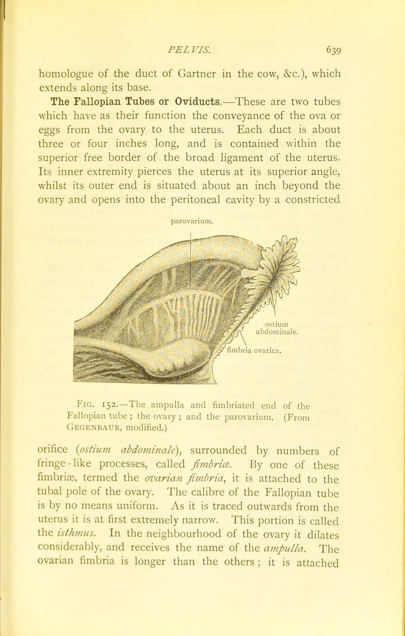 homologue of the duct of Gartner in the cow, &c), which extends along its base. The Fallopian Tubes or Oviducts.—These are two tubes which have as their function the conveyance of the ova or eggs from the ovary to the uterus. Each duct is about three or four inches long, and is contained within the superior free border of the broad ligament of the uterus. Its inner extremity pierces the uterus at its superior angle, whilst its outer end is situated about an inch beyond the ovary and opens into the peritoneal cavity by a constricted parovarium. Fig. 152.—The ampulla and fimbriated end of the Fallopian tube ; the ovary ; and the parovarium. (From GEGENBAUR, modified.) orifice {ostium abdominale), surrounded by numbers of fringe-like processes, called fimbria. By one of these fimbriae, termed the ovarian fimbria, it is attached to the tubal pole of the ovary. The calibre of the Fallopian tube is by no means uniform. As it is traced outwards from the uterus it is at first extremely narrow. This portion is called the isthmus. In the neighbourhood of the ovary it dilates considerably, and receives the name of the ampul/a. The ovarian fimbria is longer than the others; it is attached