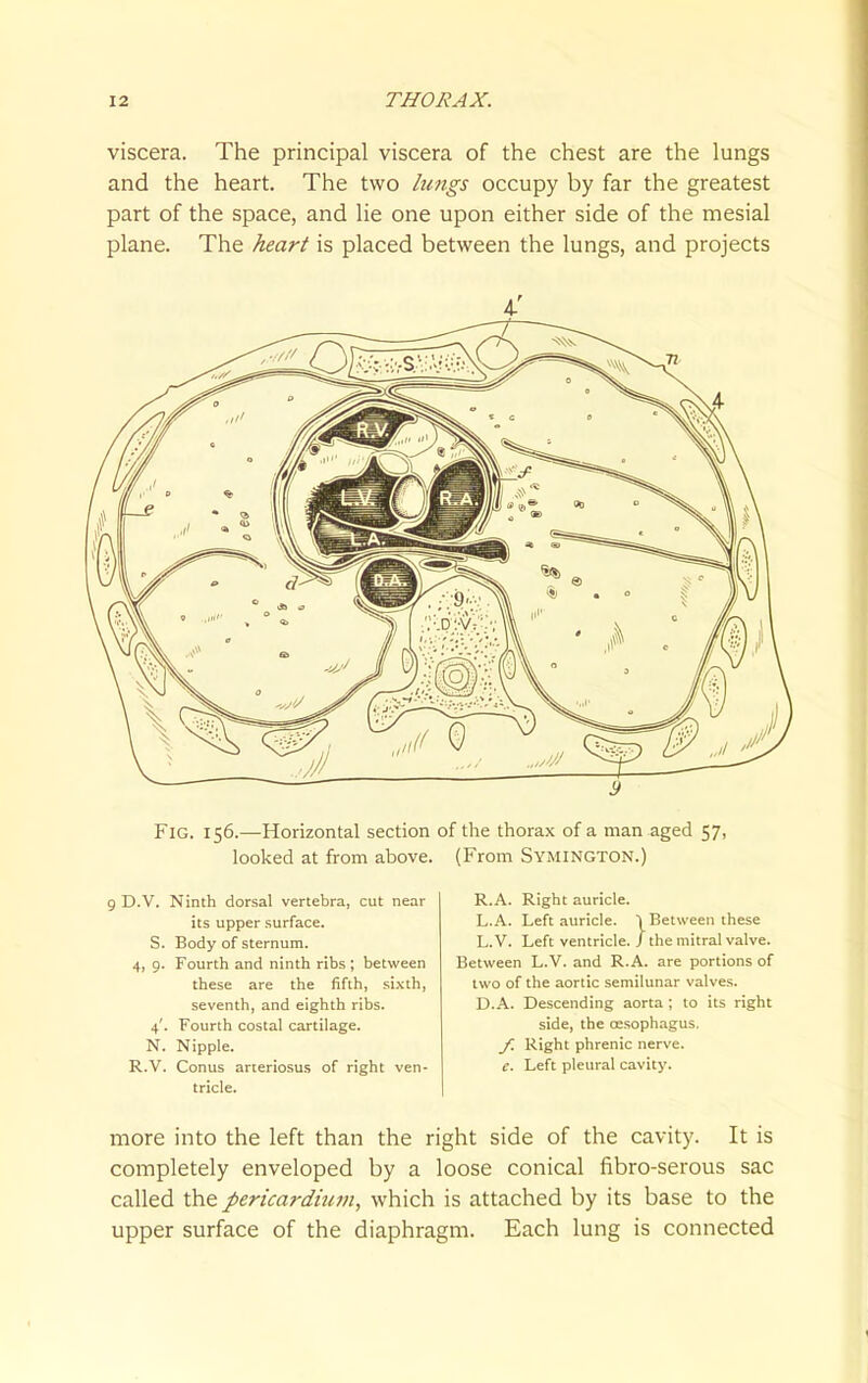 viscera. The principal viscera of the chest are the lungs and the heart. The two limgs occupy by far the greatest part of the space, and lie one upon either side of the mesial plane. The heart is placed between the lungs, and projects Fig. 156.—Horizontal section of the thorax of a man aged 57, looked at from above. (From Symington.) 9 D.V. Ninth dorsal vertebra, cut near its upper surface. S. Body of sternum. 4, 9. Fourth and ninth ribs ; between these are the fifth, sixth, seventh, and eighth ribs. 4'. Fourth costal cartilage. N. Nipple. R.V. Conus arteriosus of right ven- tricle. R.A. Right auricle. L.A. Left auricle. > Between these L.V. Left ventricle, / the mitral valve. Between L.V. and R.A. are portions of two of the aortic semilunar valves. D.A. Descending aorta ; to its right side, the ossophagus. f. Right phrenic nerve. e. Left pleural cavity. more into the left than the right side of the cavity. It is completely enveloped by a loose conical fibro-serous sac called the pericardium, which is attached by its base to the upper surface of the diaphragm. Each lung is connected