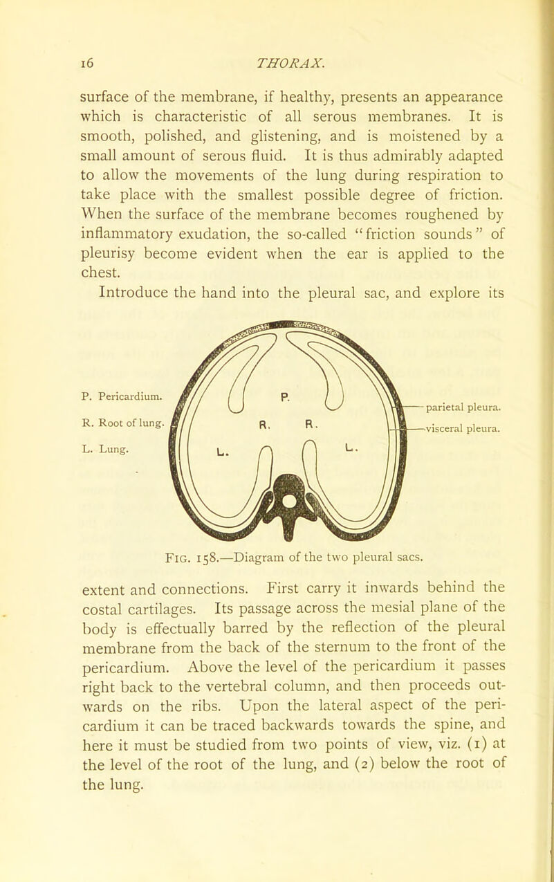 surface of the membrane, if healthy, presents an appearance which is characteristic of all serous membranes. It is smooth, polished, and glistening, and is moistened by a small amount of serous fluid. It is thus admirably adapted to allow the movements of the lung during respiration to take place with the smallest possible degree of friction. When the surface of the membrane becomes roughened by inflammatory exudation, the so-called  friction sounds of pleurisy become evident when the ear is applied to the chest. Introduce the hand into the pleural sac, and explore its parietal pleura, •visceral pleura. Fig. 158.—Diagram of the two pleural sacs. extent and connections. First carry it inwards behind the costal cartilages. Its passage across the mesial plane of the body is effectually barred by the reflection of the pleural membrane from the back of the sternum to the front of the pericardium. Above the level of the pericardium it passes right back to the vertebral column, and then proceeds out- wards on the ribs. Upon the lateral aspect of the peri- cardium it can be traced backwards towards the spine, and here it must be studied from two points of view, viz. (i) at the level of the root of the lung, and (2) below the root of the lung.