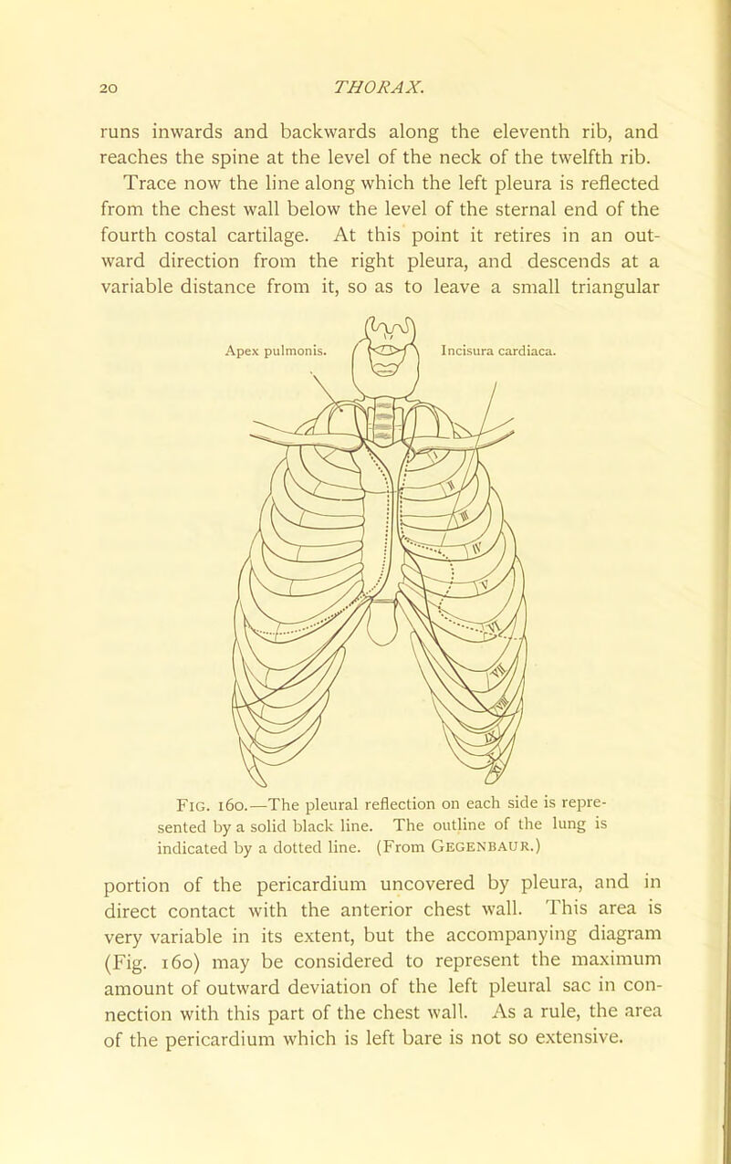 runs inwards and backwards along the eleventh rib, and reaches the spine at the level of the neck of the twelfth rib. Trace now the line along which the left pleura is reflected from the chest wall below the level of the sternal end of the fourth costal cartilage. At this point it retires in an out- ward direction from the right pleura, and descends at a variable distance from it, so as to leave a small triangular Fig. i6o.—The pleural reflection on each side is repre- sented by a solid black line. The outline of the lung is indicated by a dotted line. (From Gegenbaur.) portion of the pericardium uncovered by pleura, and in direct contact with the anterior chest wall. This area is very variable in its extent, but the accompanying diagram (Fig. 160) may be considered to represent the maximum amount of outward deviation of the left pleural sac in con- nection with this part of the chest wall. As a rule, the area of the pericardium which is left bare is not so extensive.