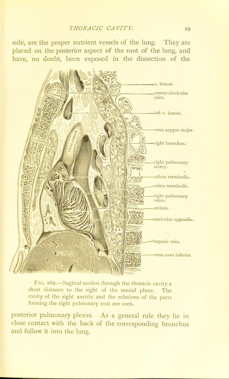 side, are the proper nutrient vessels of the lung. They are placed on the posterior aspect of the root of the lung, and have, no doubt, been exposed in the dissection of the .sterno-davicular joint. ■left V. iiinom. vena azygos major, ight bronchus. right pulnionarj' artery. •sulcus terminalis. •crista terminalis. right pulmonary veins. •auricular appendix. ■hepatic vein, •vena cava inferior. Fig. 162.—Sagittal section through the thoracic cavity a short distance to the right of the mesial plane. The cavity of the right auricle and the relations of the parts forming the right pulmonary root are seen. posterior pulinonary plexus. As a general rule they lie in close contact with the back of the corresponding bronchus and follow it into the lung.