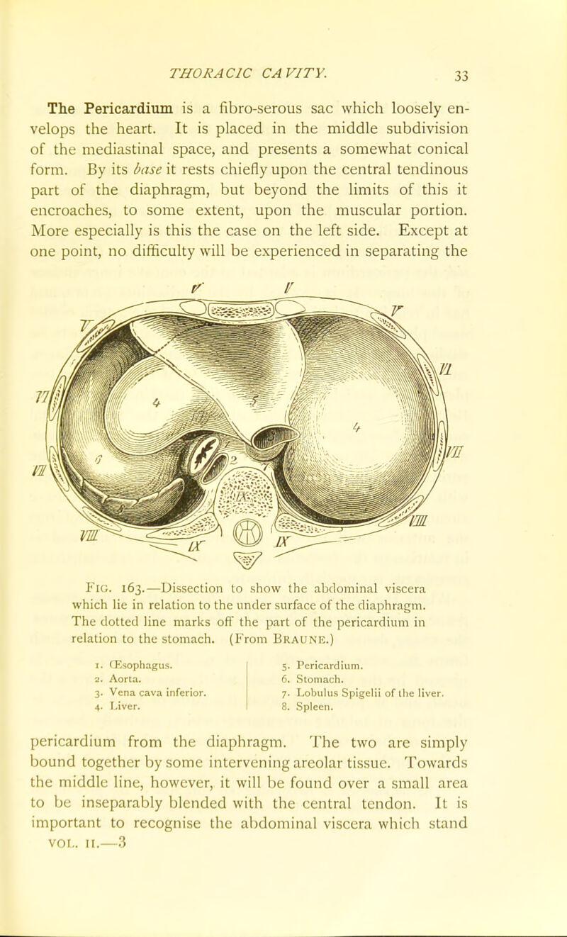 The Pericardium is a fibro-serous sac which loosely en- velops the heart. It is placed in the middle subdivision of the mediastinal space, and presents a somewhat conical form. By its base it rests chiefly upon the central tendinous part of the diaphragm, but beyond the limits of this it encroaches, to some extent, upon the muscular portion. More especially is this the case on the left side. Except at one point, no difficulty will be experienced in separating the Fig. 163.—Dissection to show the abdominal viscera which lie in relation to the under surface of the diaphragm. The dotted line marks off the part of the pericardium in relation to the stomach. (From Braune.) 1. CEsophagus. 5. Pericardium. 2. Aorta. 6. Stomach. 3. Vena cava inferior. 7. Lobulus Spigelii of llie liver. 4. reiver. 8. Spleen. pericardium from the diaphragm. The two are simply bound together by some intervening areolar tissue. Towards the middle line, however, it will be found over a small area to be inseparably blended with the central tendon. It is important to recognise the abdominal viscera which stand vol.. II.—.3