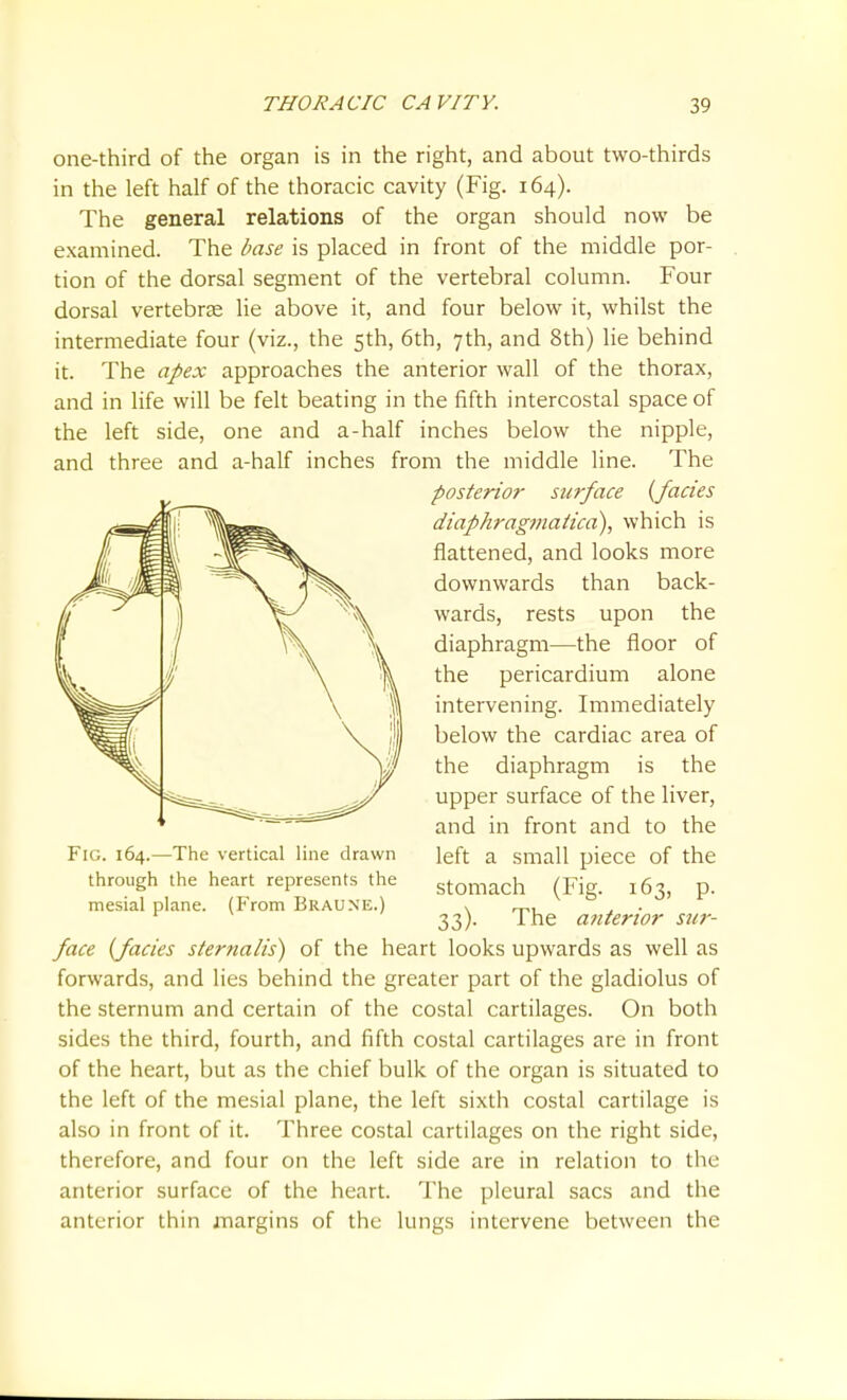 one-third of the organ is in the right, and about two-thirds in the left half of the thoracic cavity (Fig. 164). The general relations of the organ should now be examined. The base is placed in front of the middle por- tion of the dorsal segment of the vertebral column. Four dorsal vertebrte lie above it, and four below it, whilst the intermediate four (viz., the 5th, 6th, 7th, and 8th) lie behind it. The apex approaches the anterior wall of the thorax, and in life will be felt beating in the fifth intercostal space of the left side, one and a-half inches below the nipple, and three and a-half inches from the middle line. The posterior surface {fades diaphragmaitca), which is flattened, and looks more downwards than back- wards, rests upon the diaphragm—the floor of the pericardium alone intervening. Immediately below the cardiac area of the diaphragm is the upper surface of the liver, and in front and to the left a small piece of the stomach (Fig. 163, p. 33). The afiterior sur- face {fades sternalis) of the heart looks upwards as well as forwards, and lies behind the greater part of the gladiolus of the sternum and certain of the costal cartilages. On both sides the third, fourth, and fifth costal cartilages are in front of the heart, but as the chief bulk of the organ is situated to the left of the mesial plane, the left sixth costal cartilage is also in front of it. Three costal cartilages on the right side, therefore, and four on the left side are in relation to the anterior surface of the heart. The pleural sacs and the anterior thin juargins of the lungs intervene between the Fig. 164.—The vertical line drawn through the heart represents the mesial plane. (From Braune.)