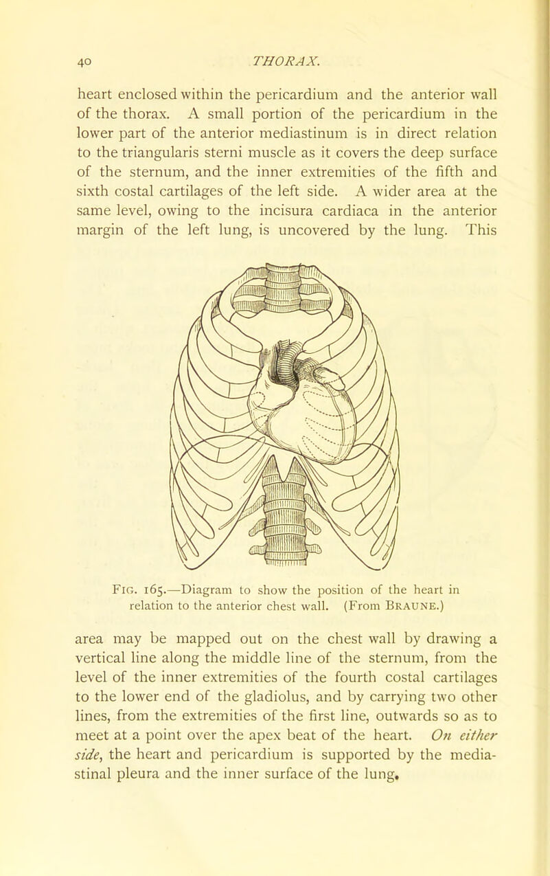 heart enclosed within the pericardium and the anterior wall of the thorax. A small portion of the pericardium in the lower part of the anterior mediastinum is in direct relation to the triangularis sterni muscle as it covers the deep surface of the sternum, and the inner extremities of the fifth and sixth costal cartilages of the left side. A wider area at the same level, owing to the incisura cardiaca in the anterior margin of the left lung, is uncovered by the lung. This Fig. 165.—Diagram to show the position of the heart in relation to the anterior chest wall. (From Braune.) area may be mapped out on the chest wall by drawing a vertical line along the middle line of the sternum, from the level of the inner extremities of the fourth costal cartilages to the lower end of the gladiolus, and by carrying two other lines, from the extremities of the first line, outwards so as to meet at a point over the apex beat of the heart. On either side, the heart and pericardium is supported by the media- stinal pleura and the inner surface of the lung.
